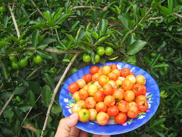 Sơ Ri