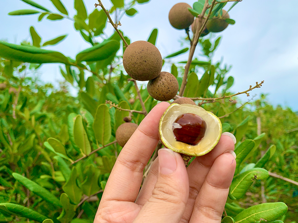 Nhãn Xuồng Cơm Vàng