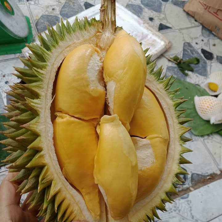 SO SÁNH ĐẶC ĐIỂM SẦU RIÊNG 6 HỮU VÀ SẦU RIÊNG RI6 VỀ CƠM VÀ MÙI VỊ