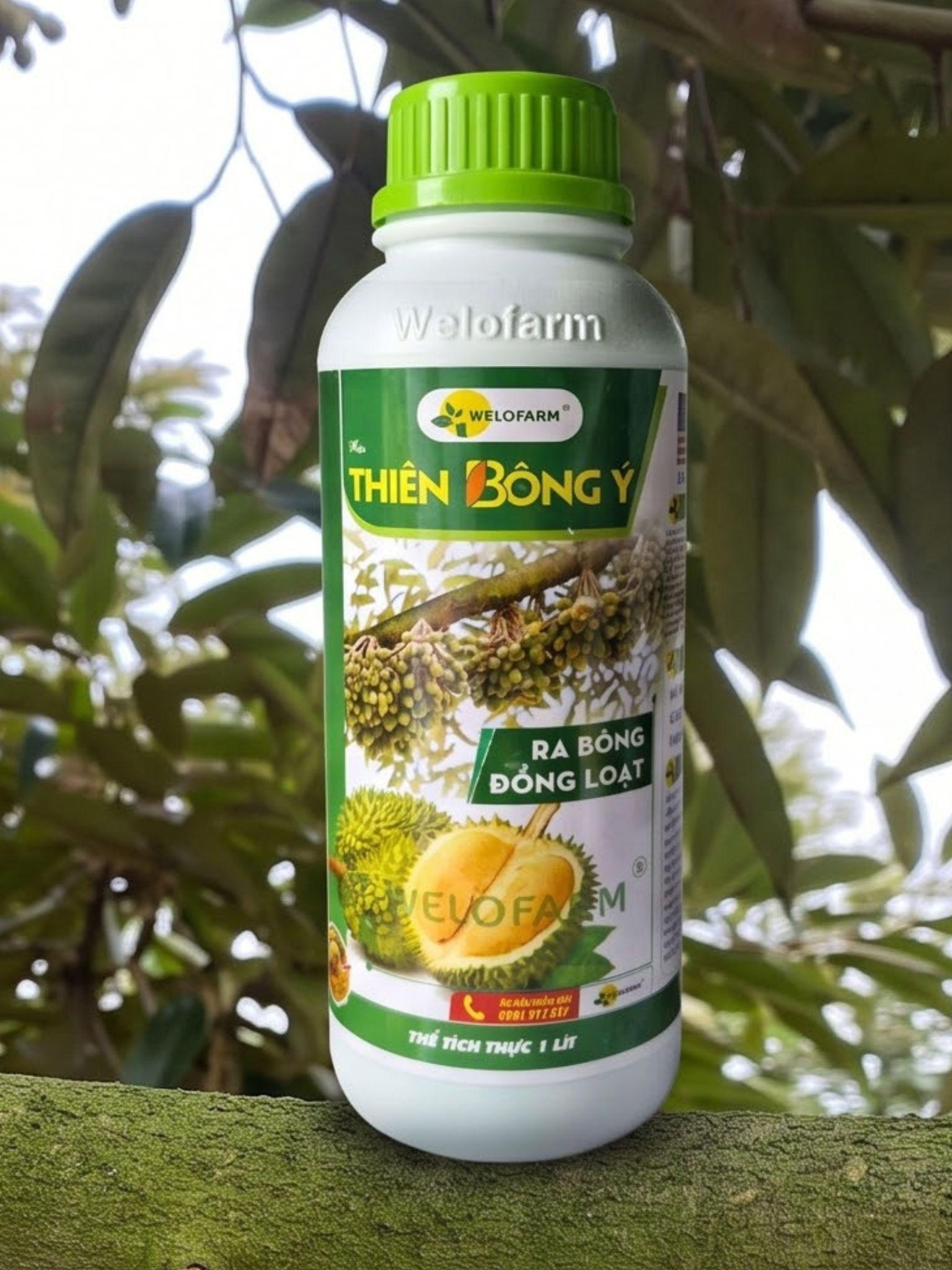 Thiên Bông Ý