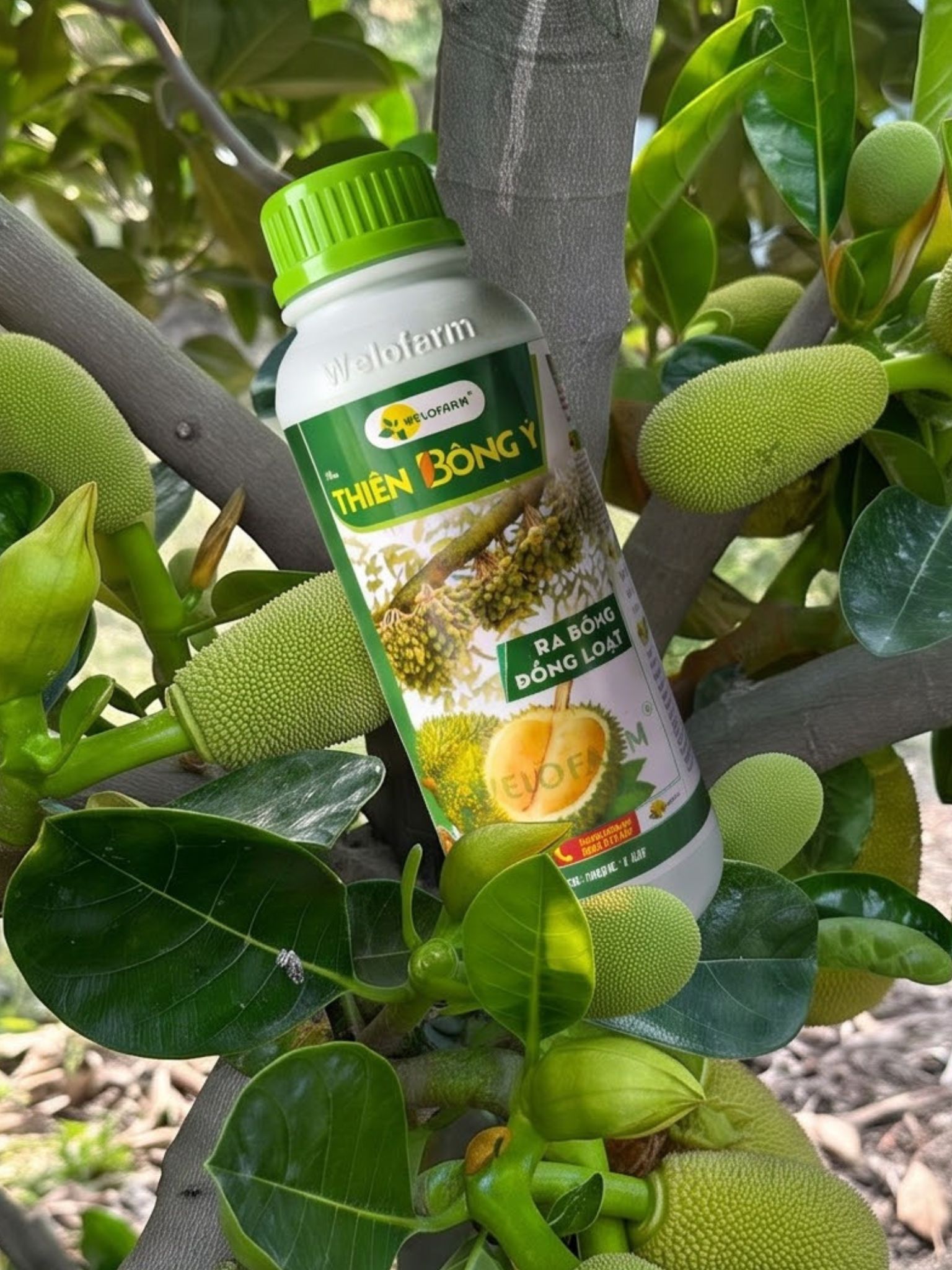Thiên Bông Ý