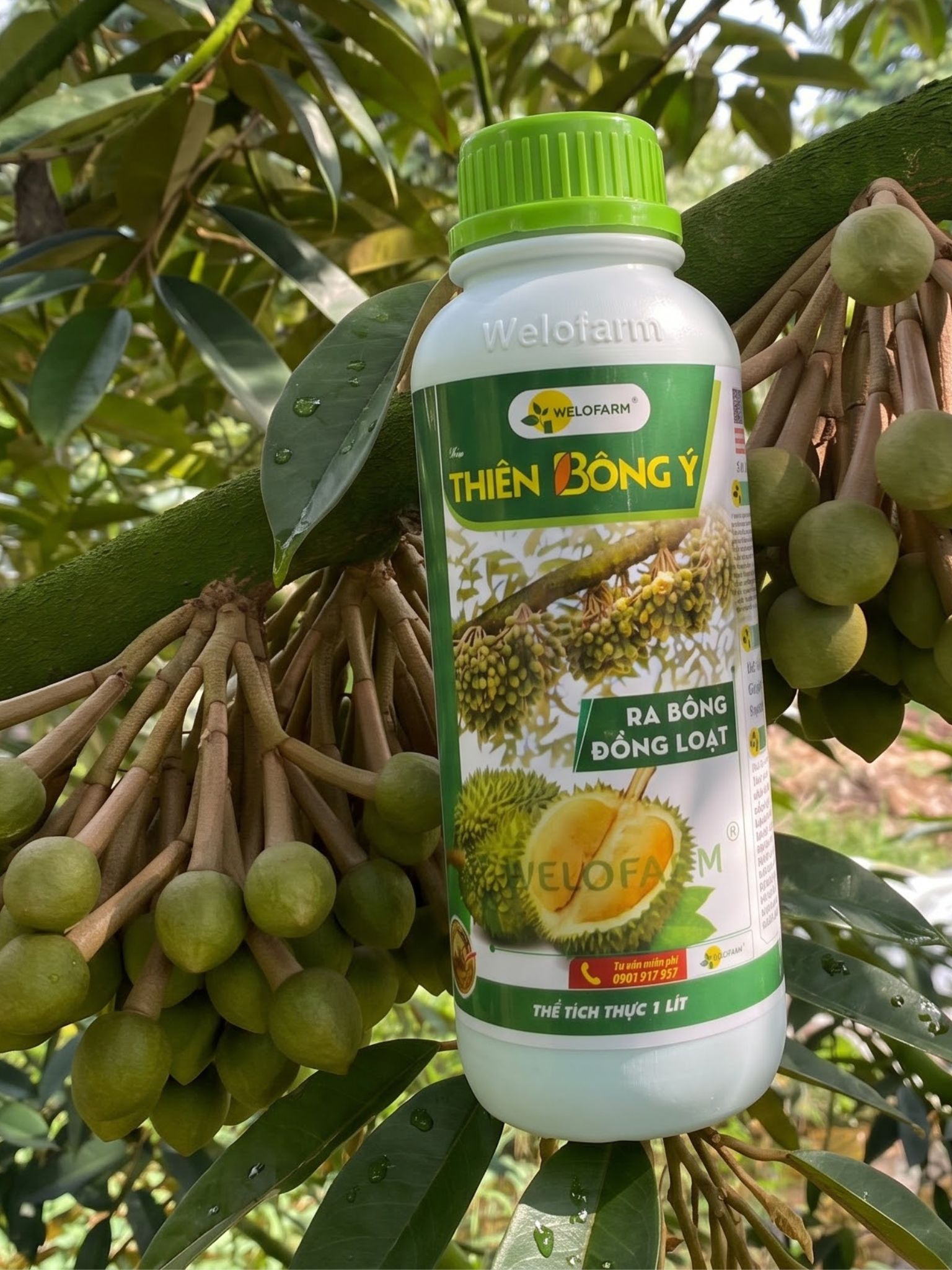 Thiên Bông Ý