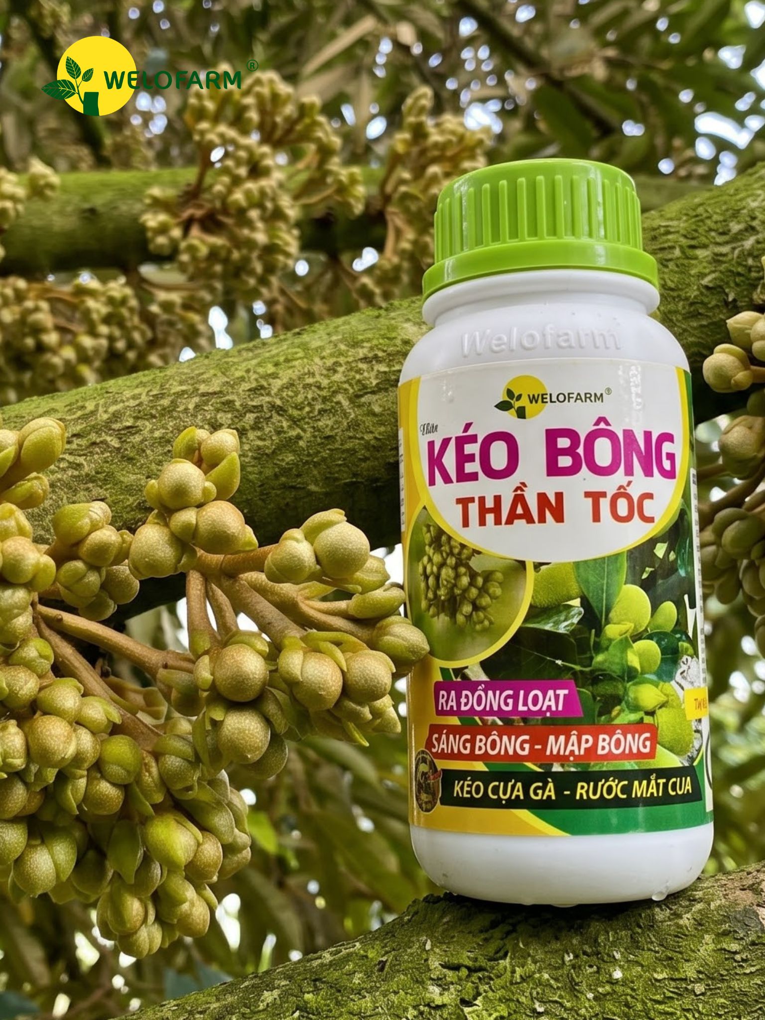 Kéo Bông Thần Tốc