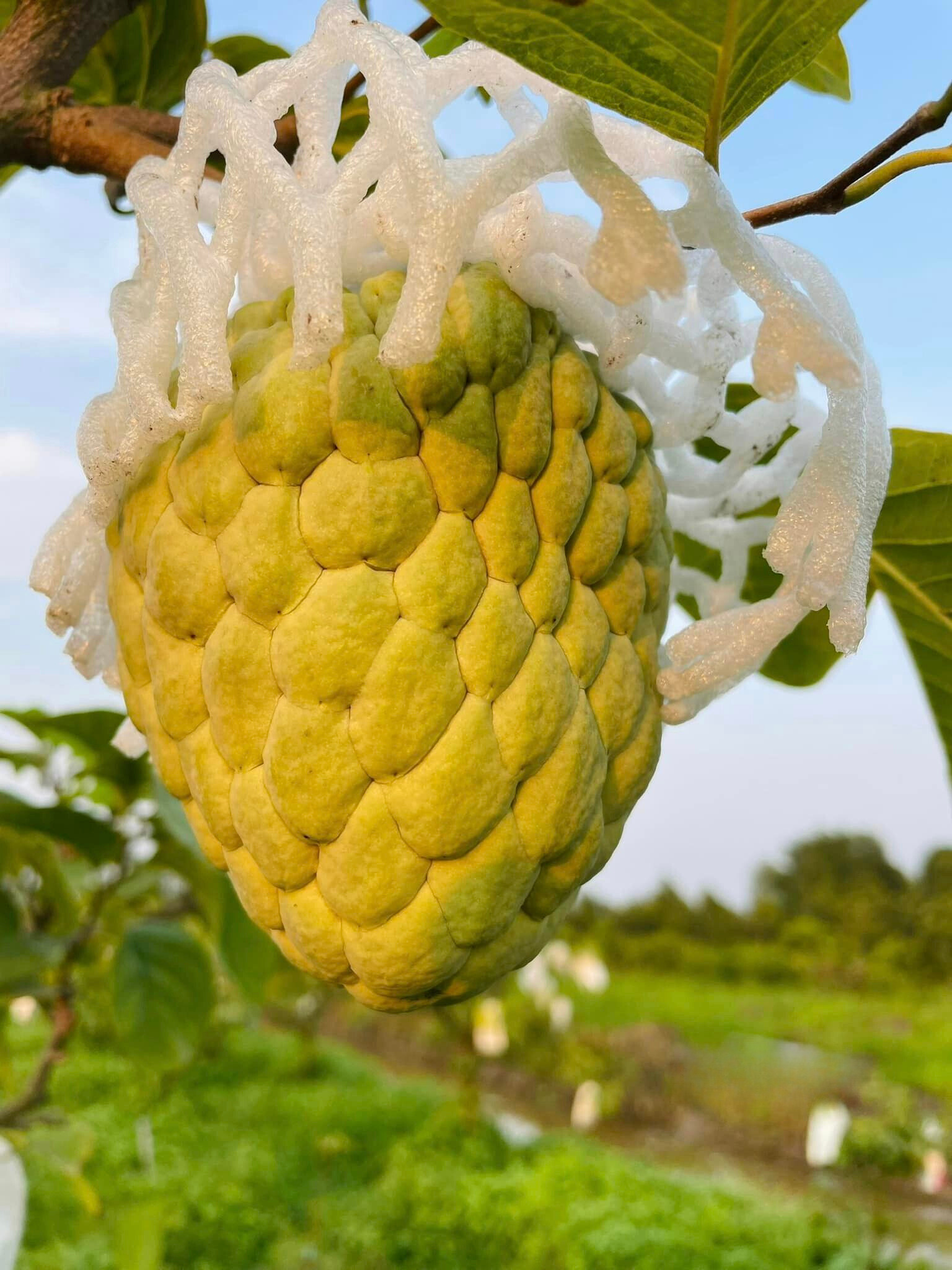 Na Thái (Hoàng Hậu)
