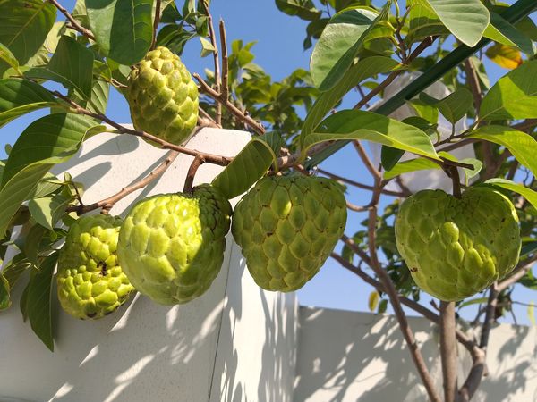 Na Thái (Hoàng Hậu)