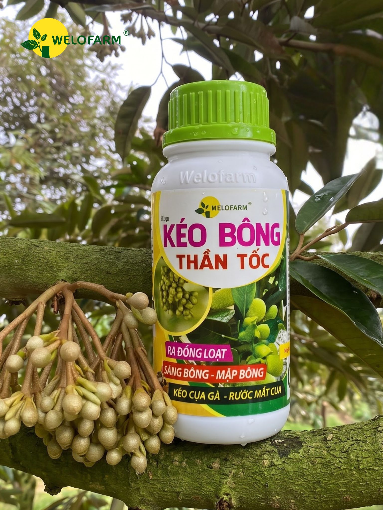 Kéo Bông Thần Tốc