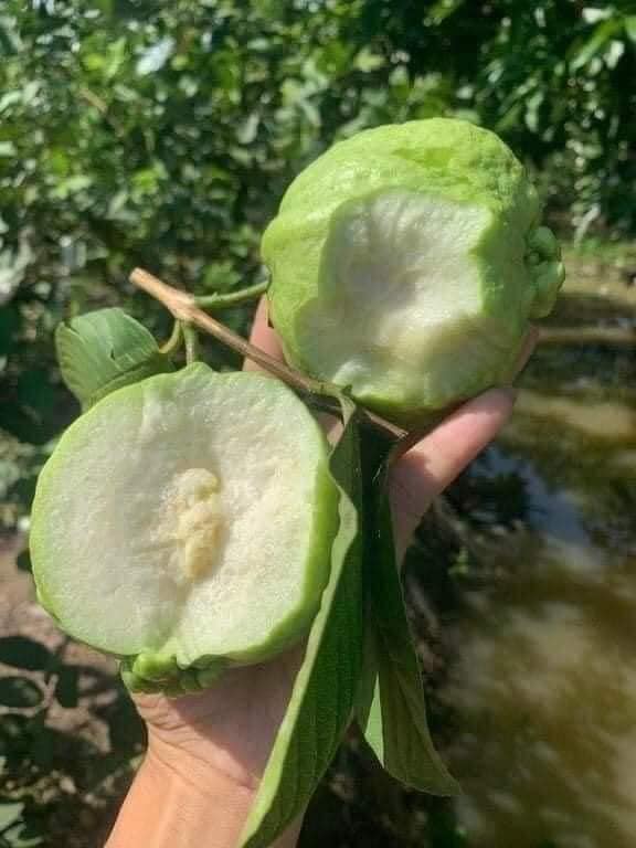 Ổi Nữ Hoàng