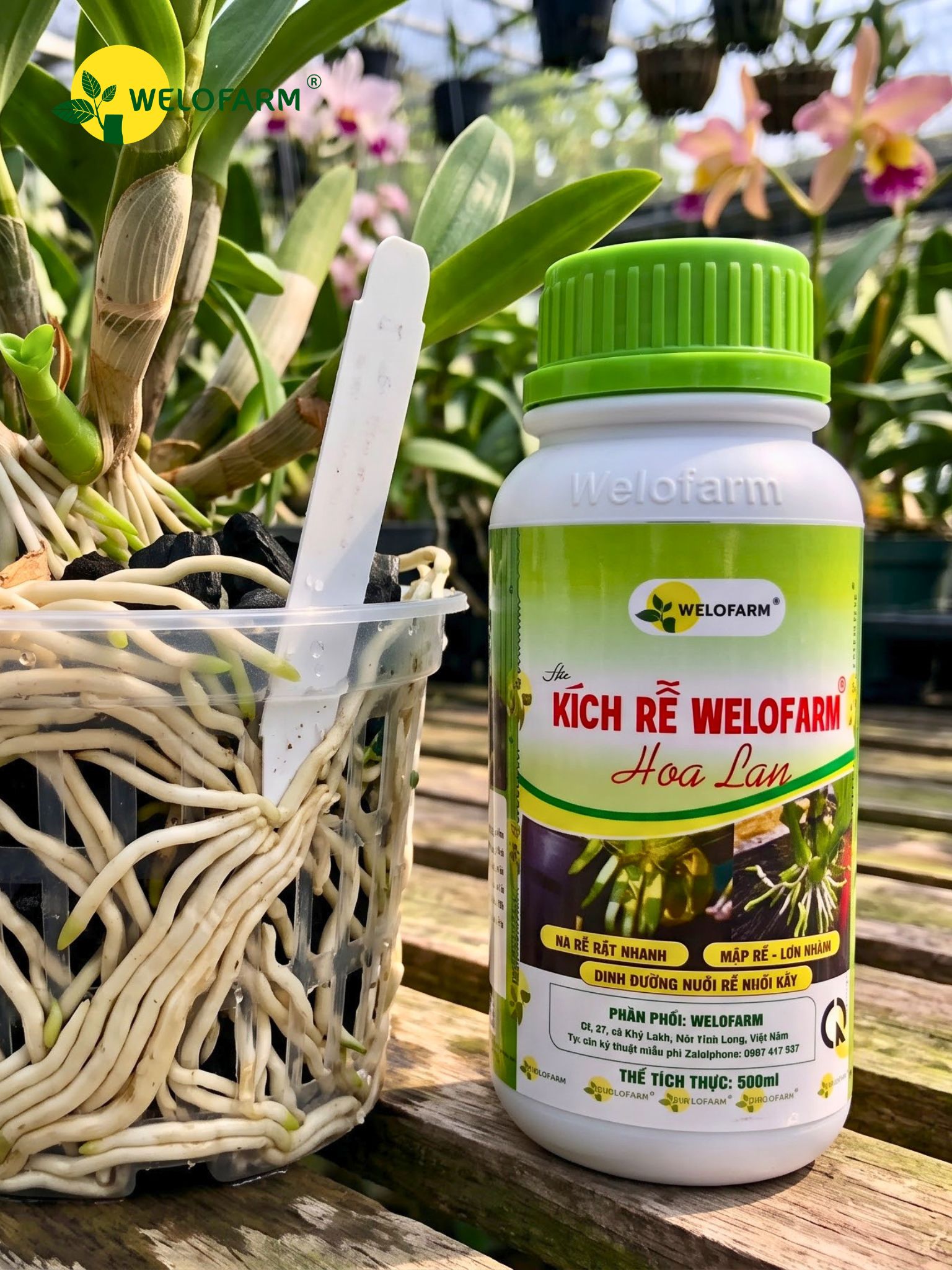 Kích Rễ Welofarm Hoa Lan