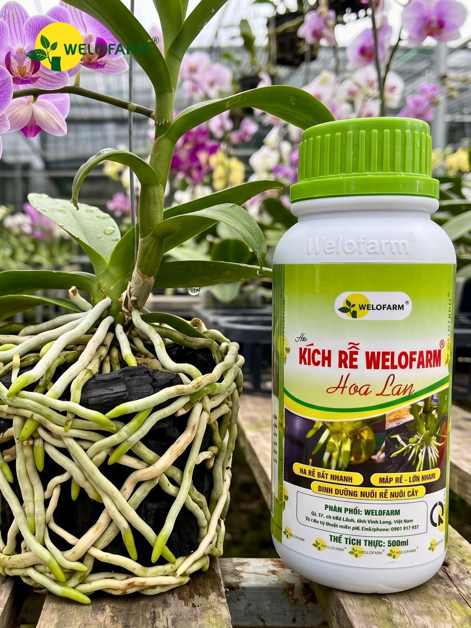 Kích Rễ Welofarm Hoa Lan