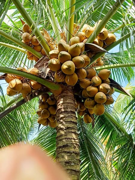 Dừa Xiêm Đỏ Mã Lai