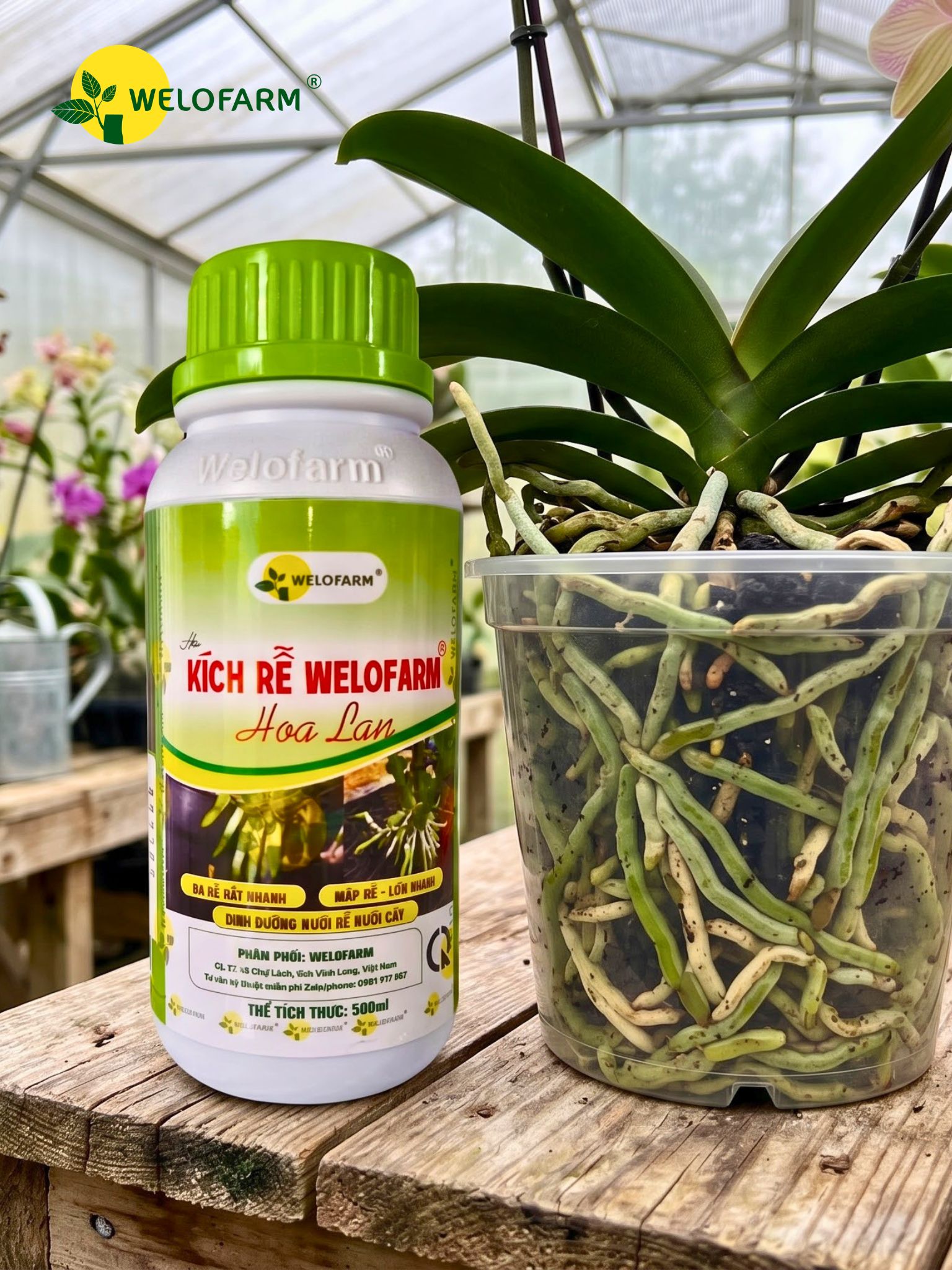 Kích Rễ Welofarm Hoa Lan