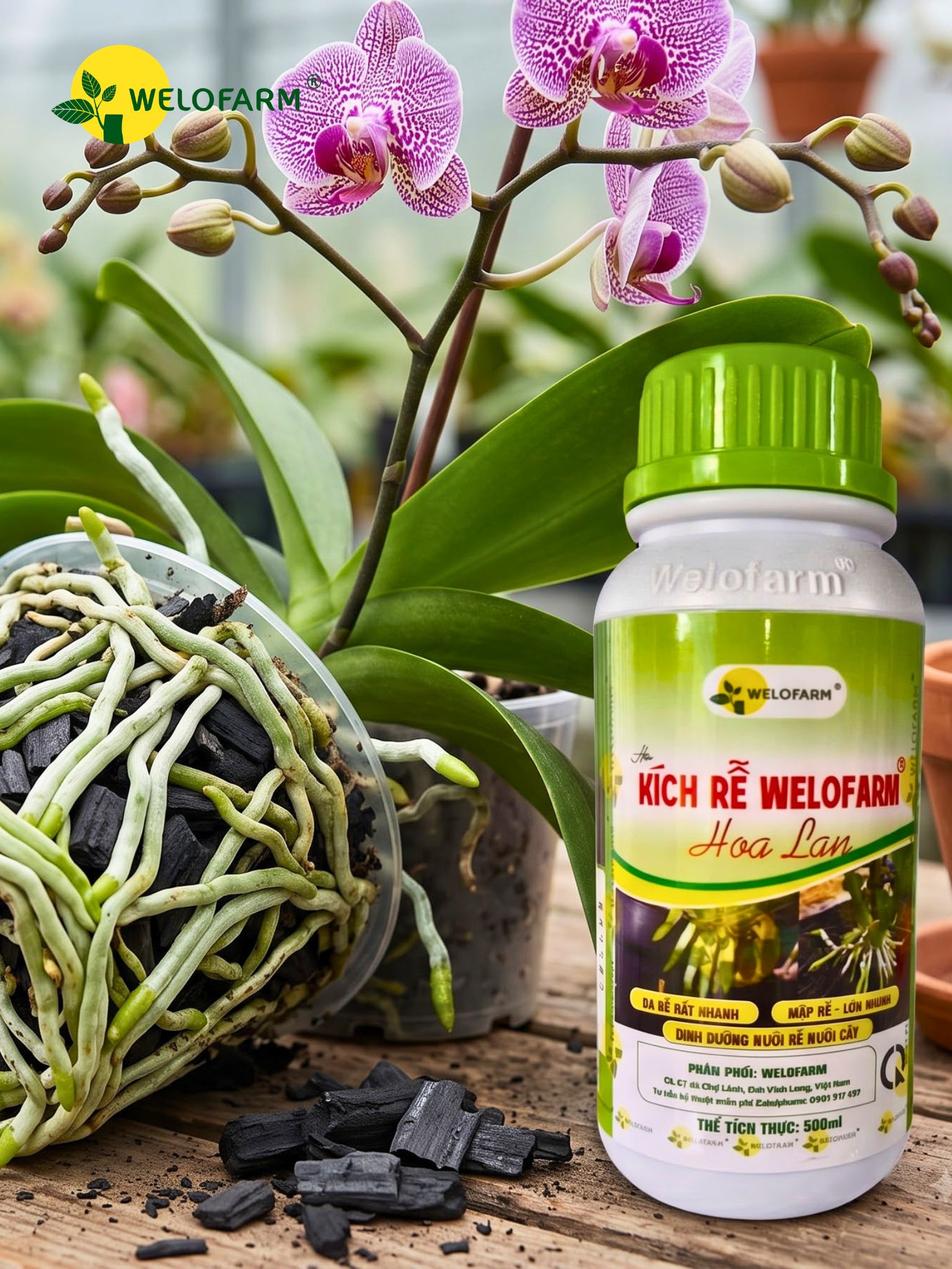 Kích Rễ Welofarm Hoa Lan
