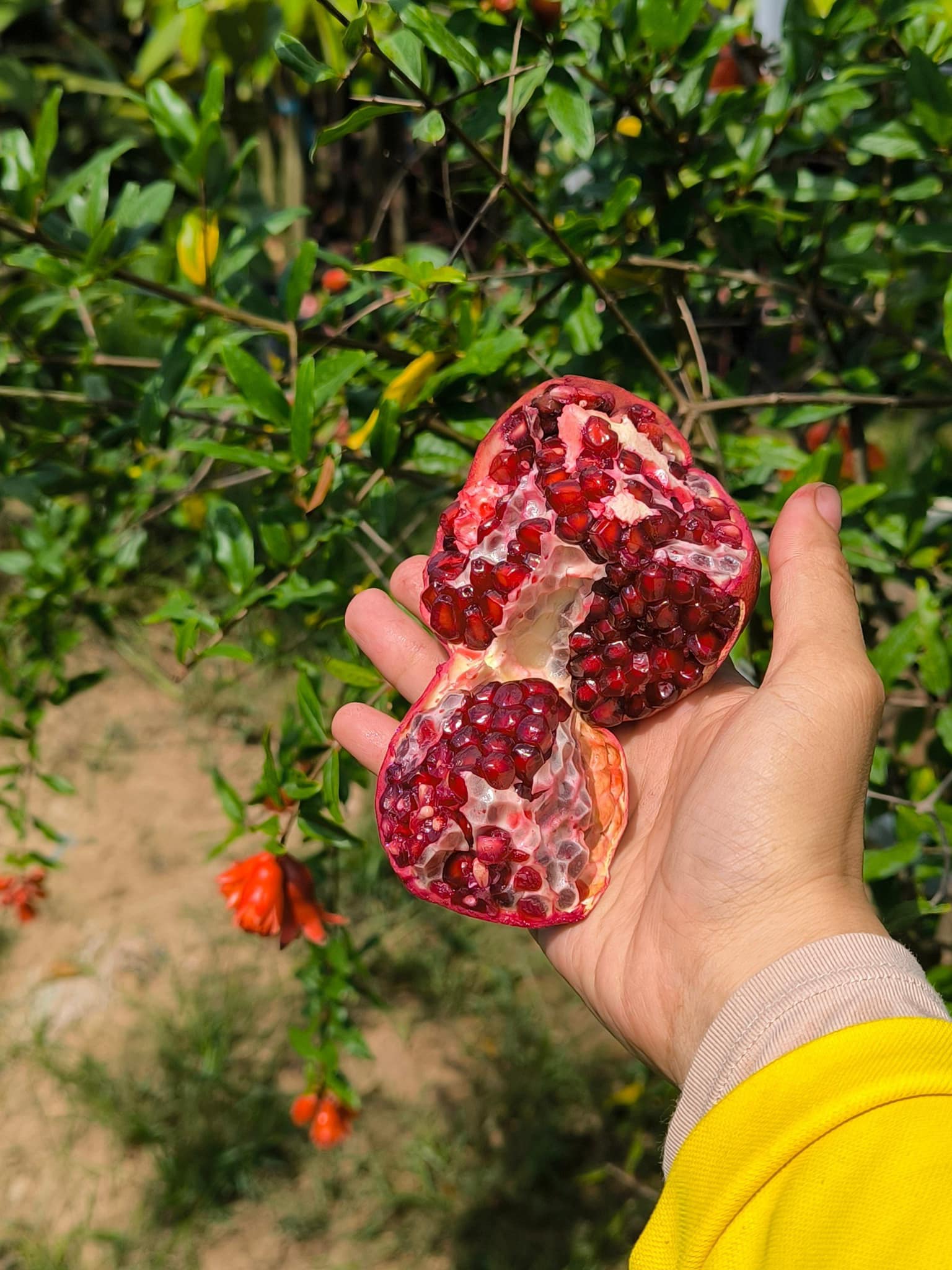 Lựu Đỏ Ấn Độ