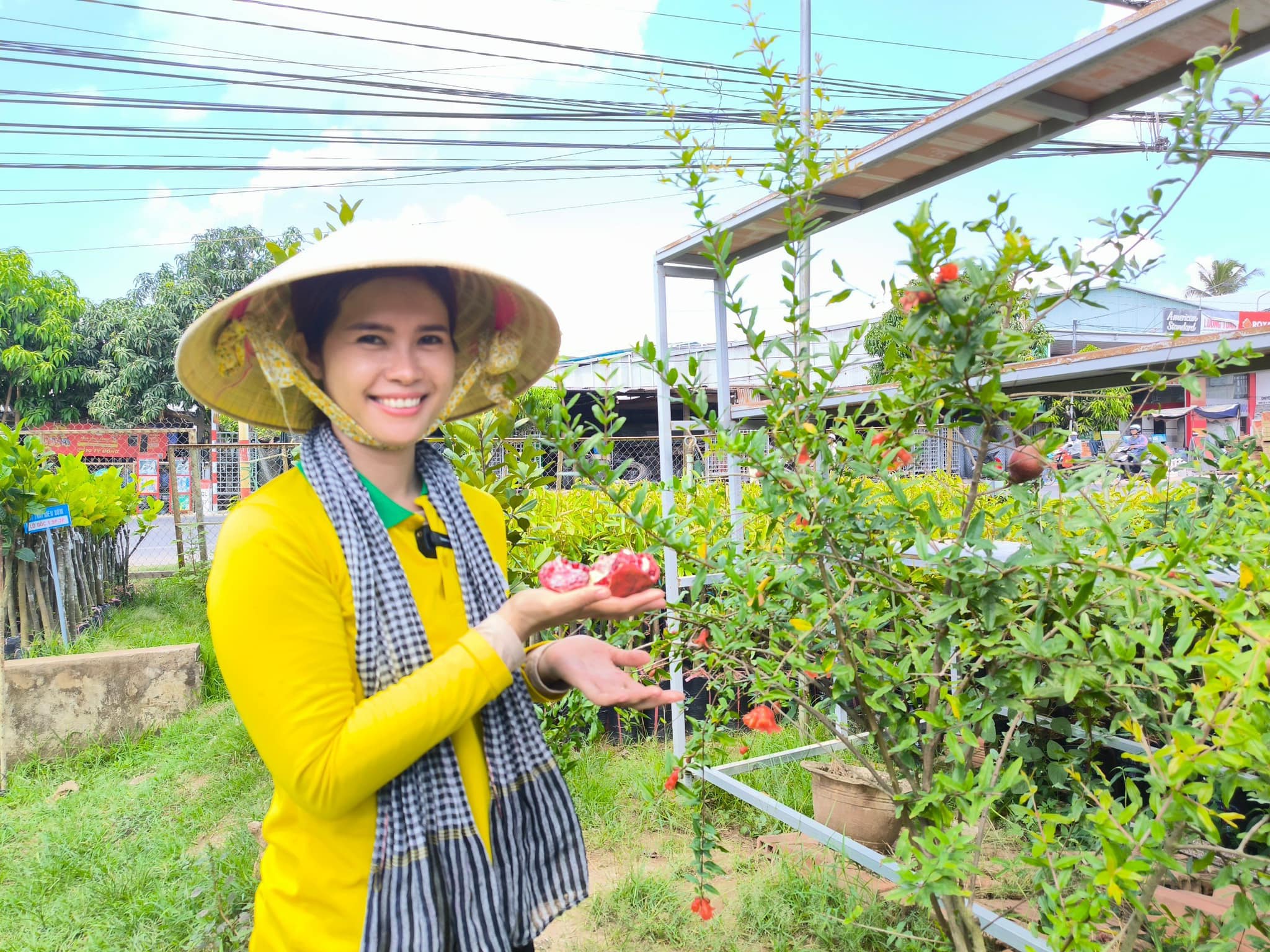 Lựu Đỏ Ấn Độ