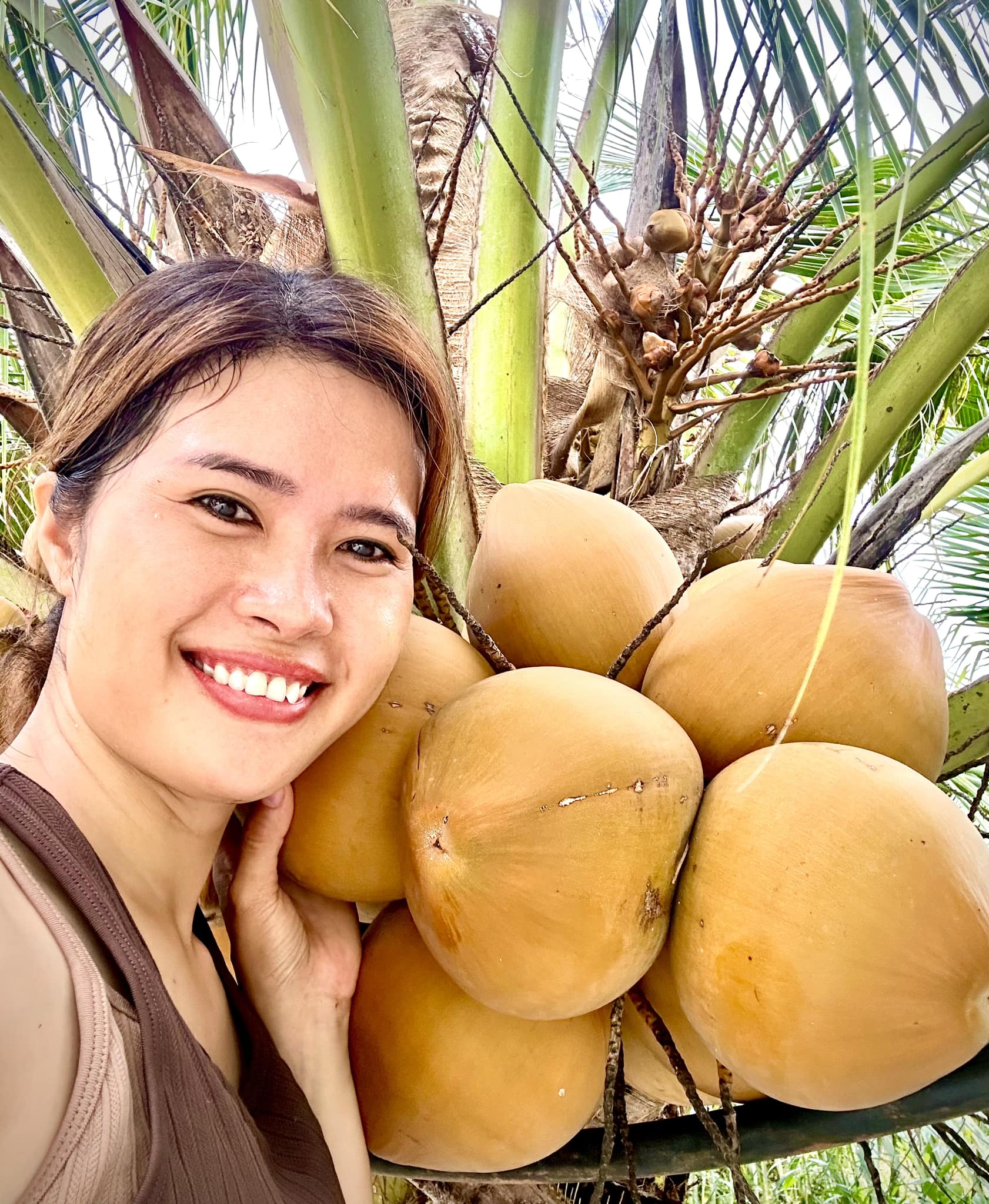 Dừa Xiêm Đỏ Mã Lai