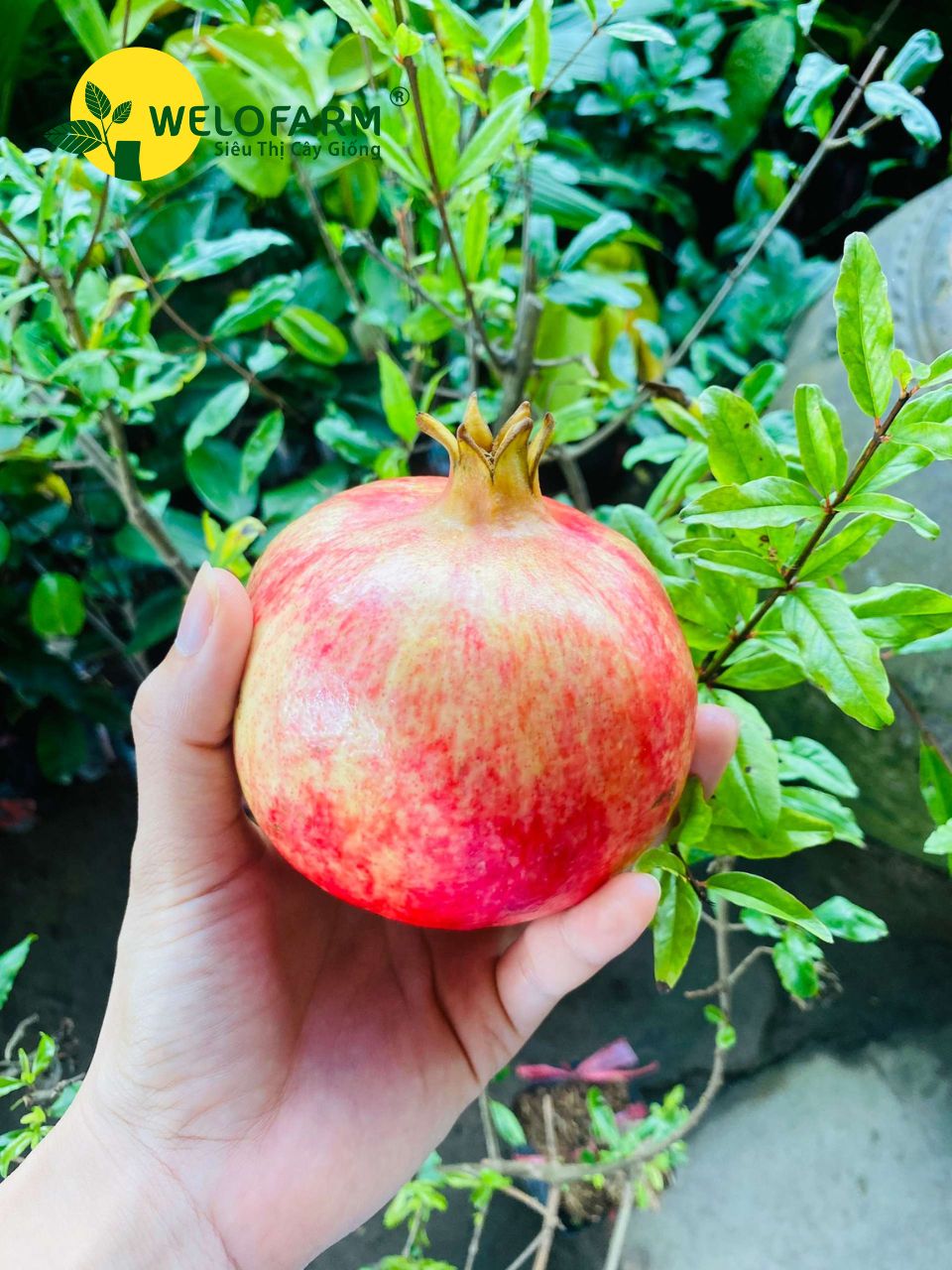 Lựu Đỏ Ấn Độ