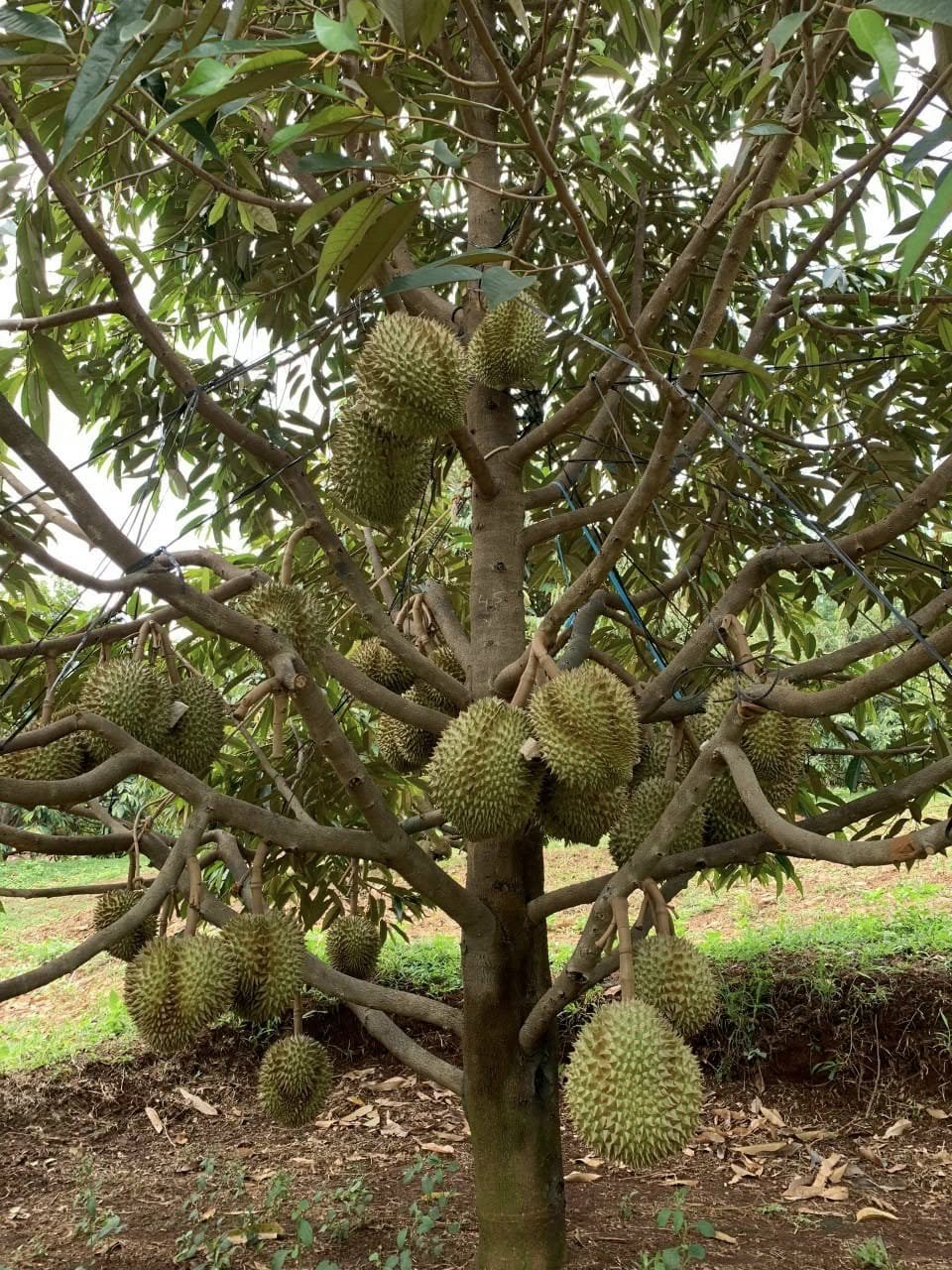 Sầu Riêng Monthong Thái