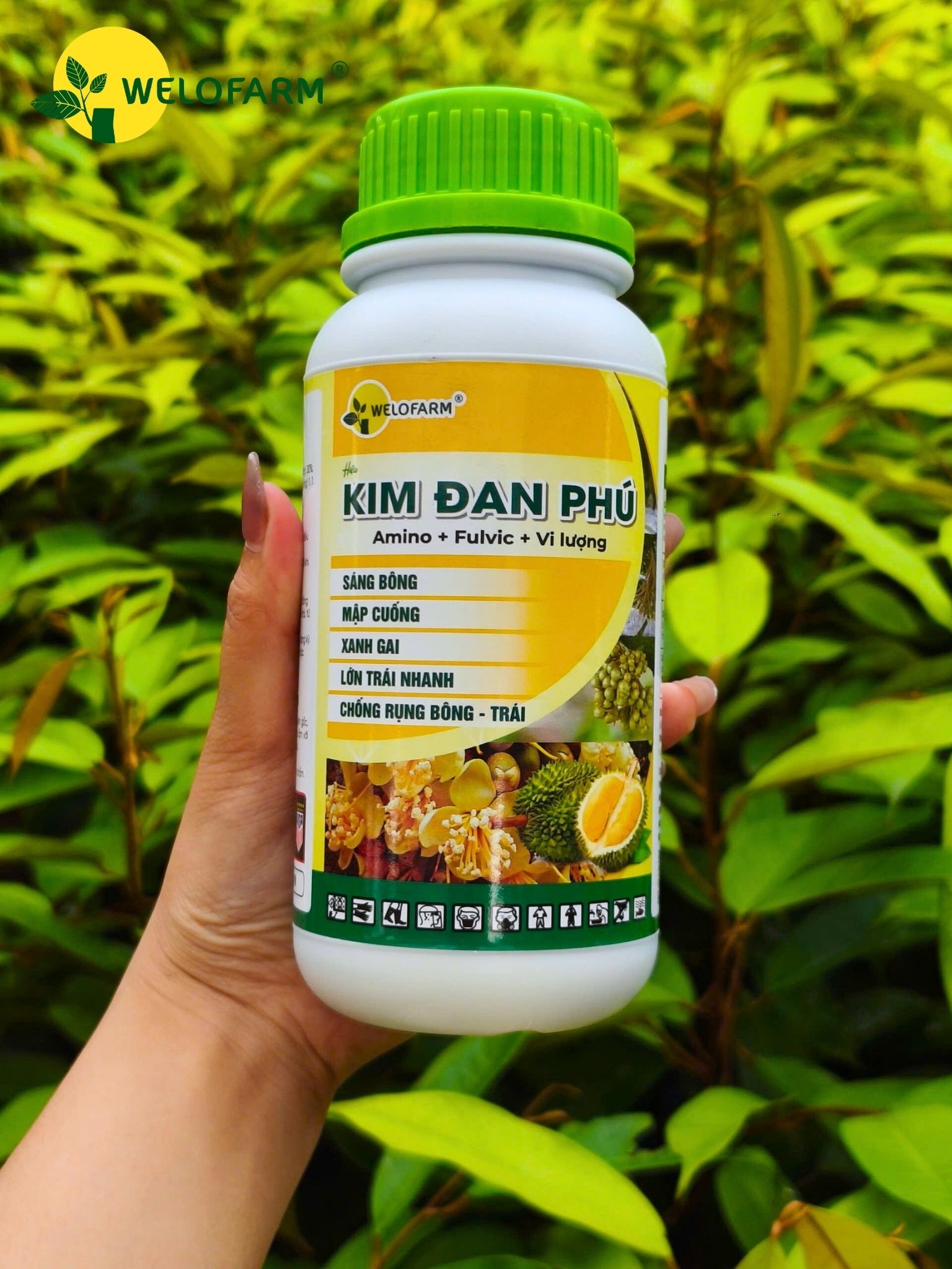 Kim Đan Phú