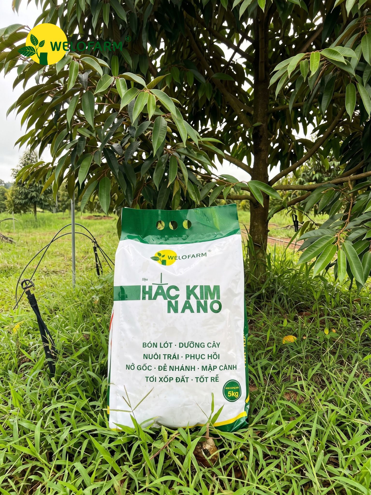 Hắc Kim Nano