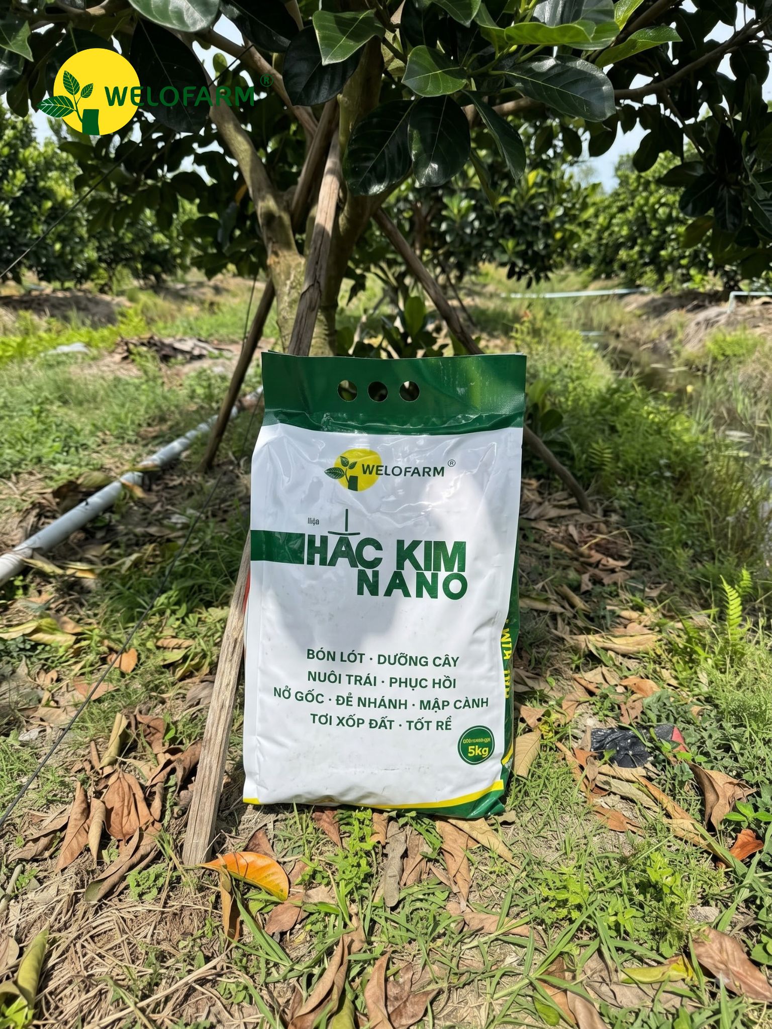 Hắc Kim Nano