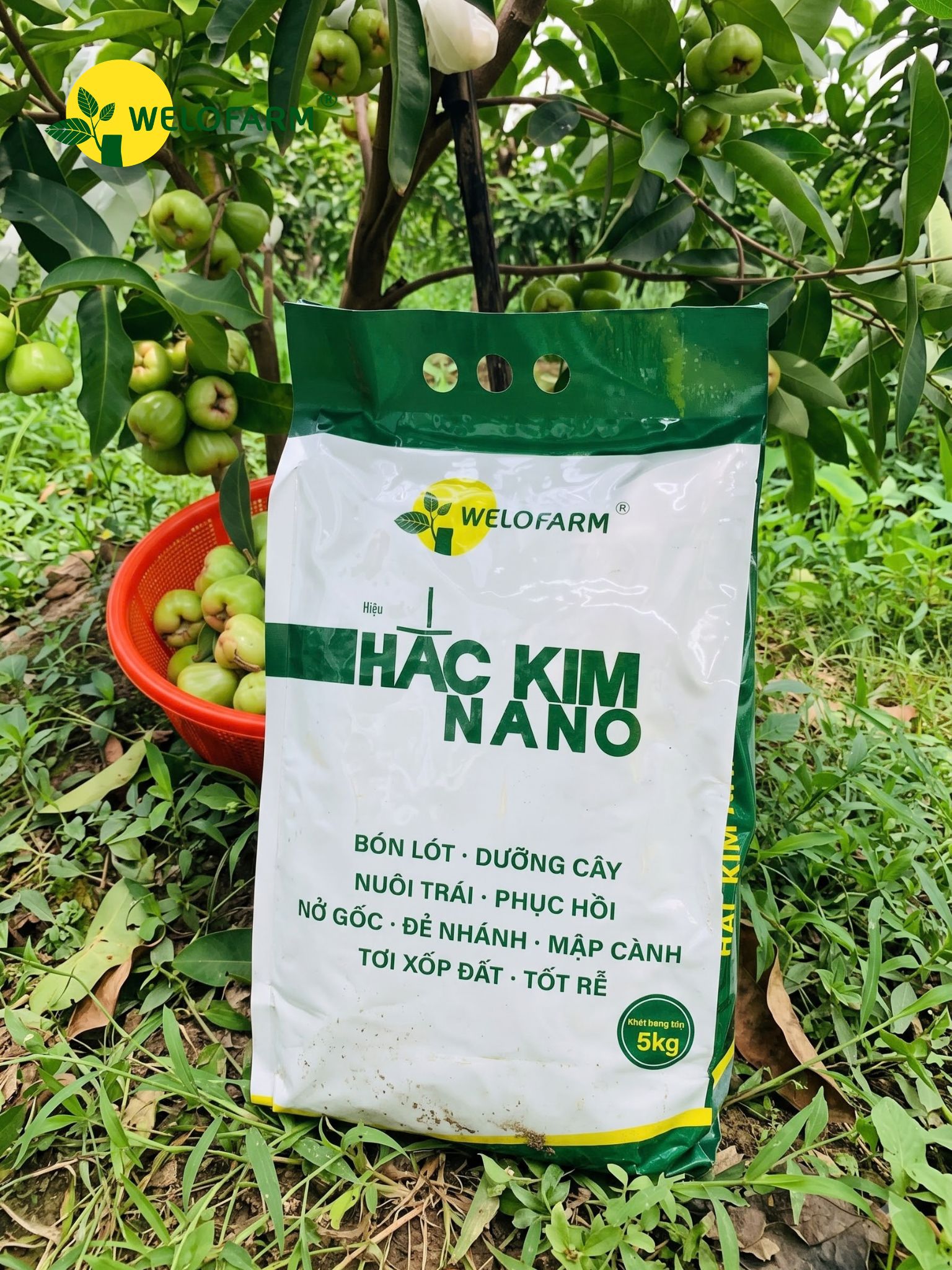 Hắc Kim Nano
