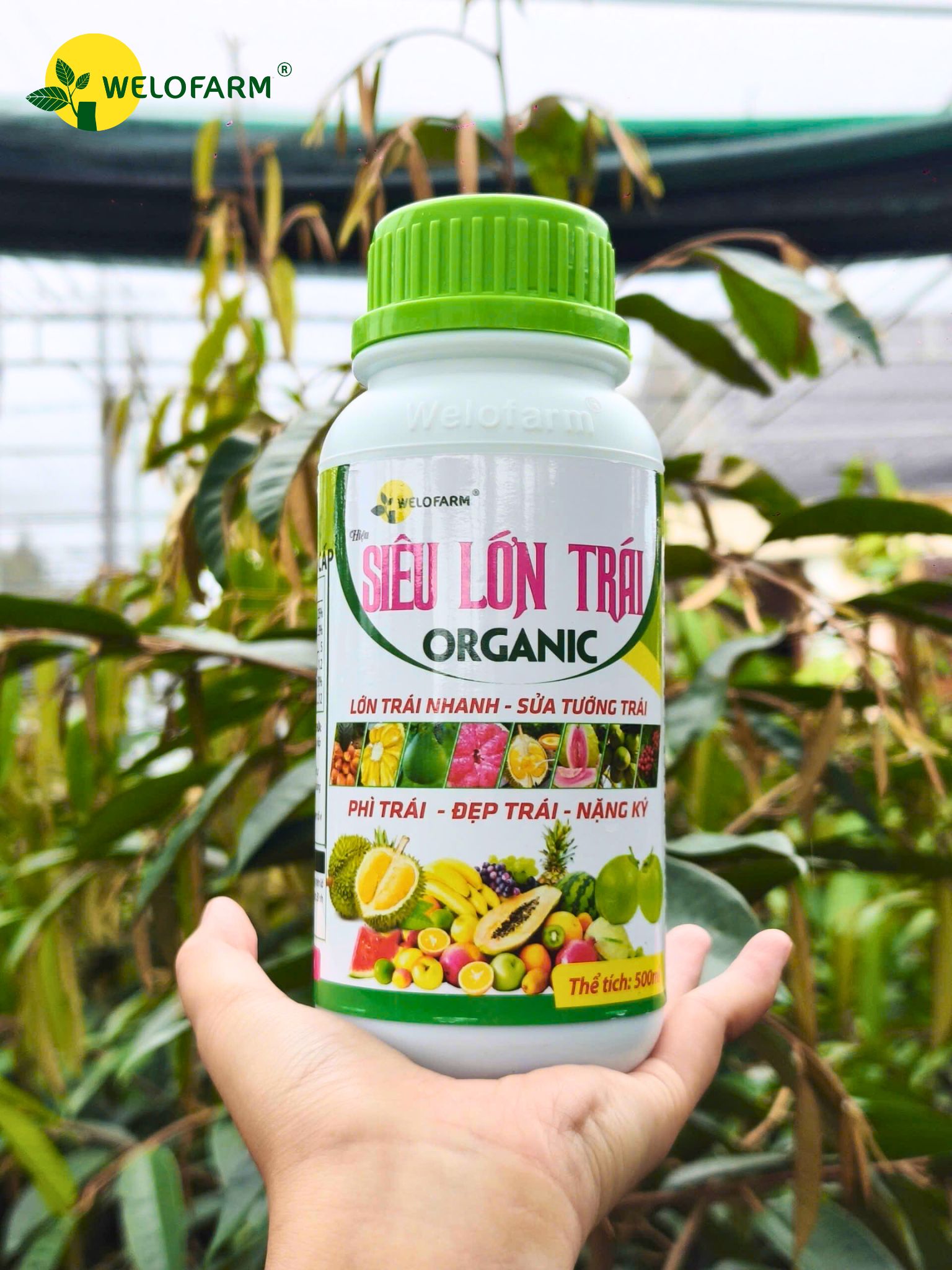 Siêu Lớn Trái USA