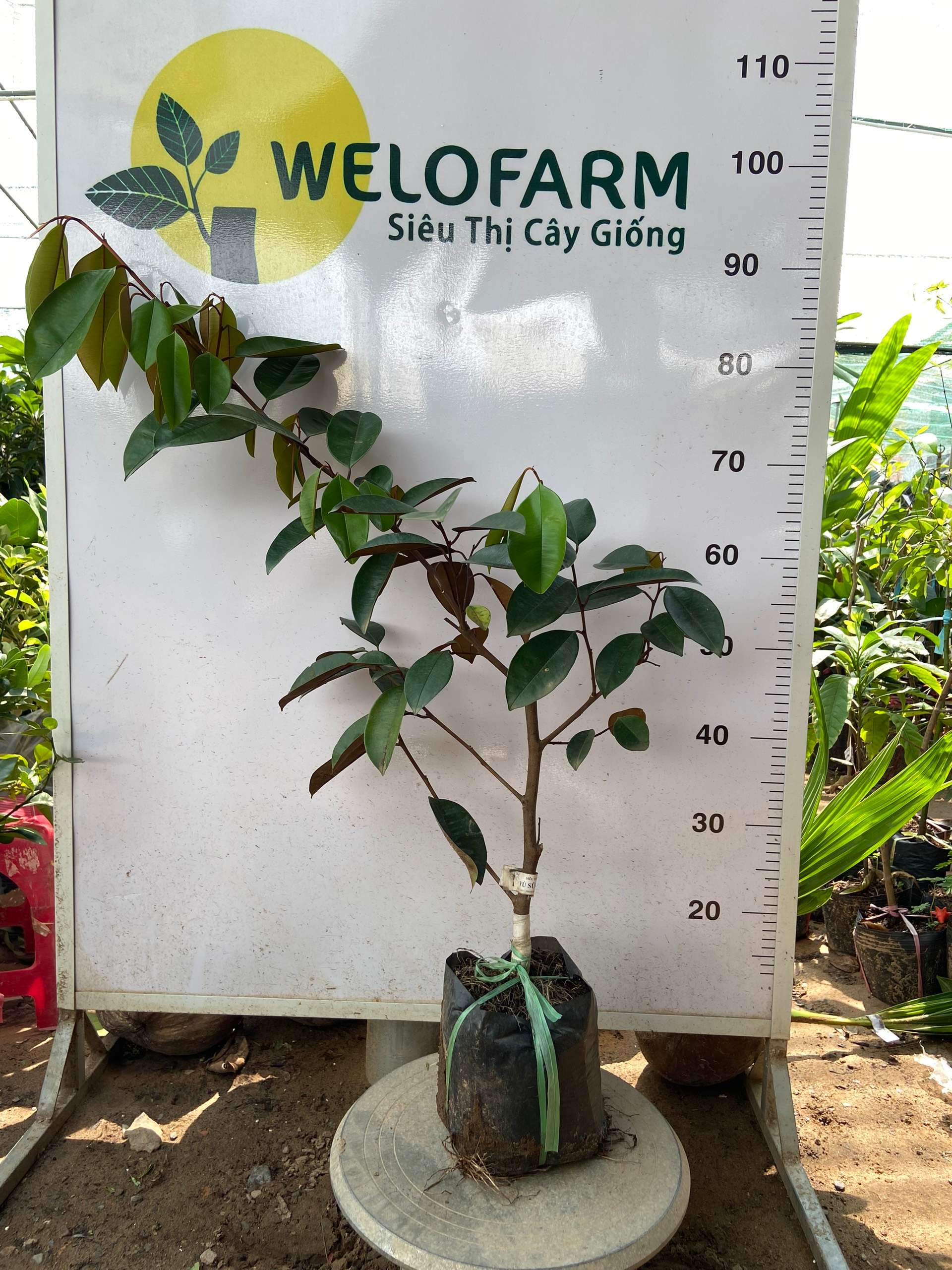 Vú Sữa Lò Rèn