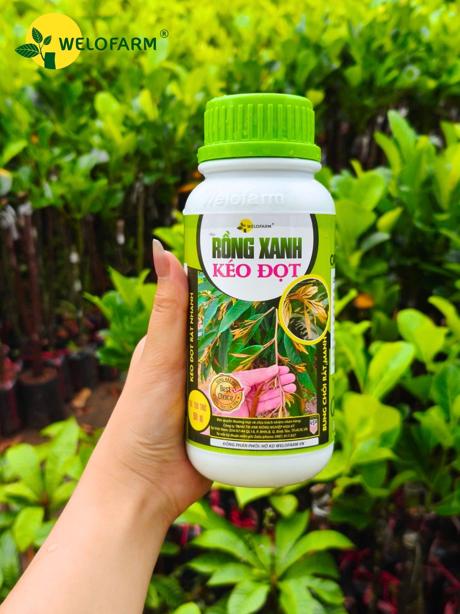 Rồng Xanh Kéo Đọt