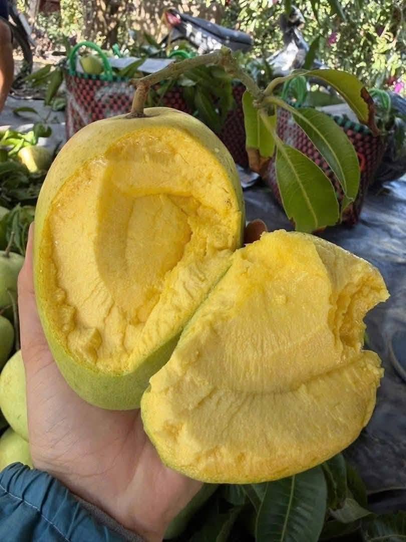 Xoài Tứ Quý