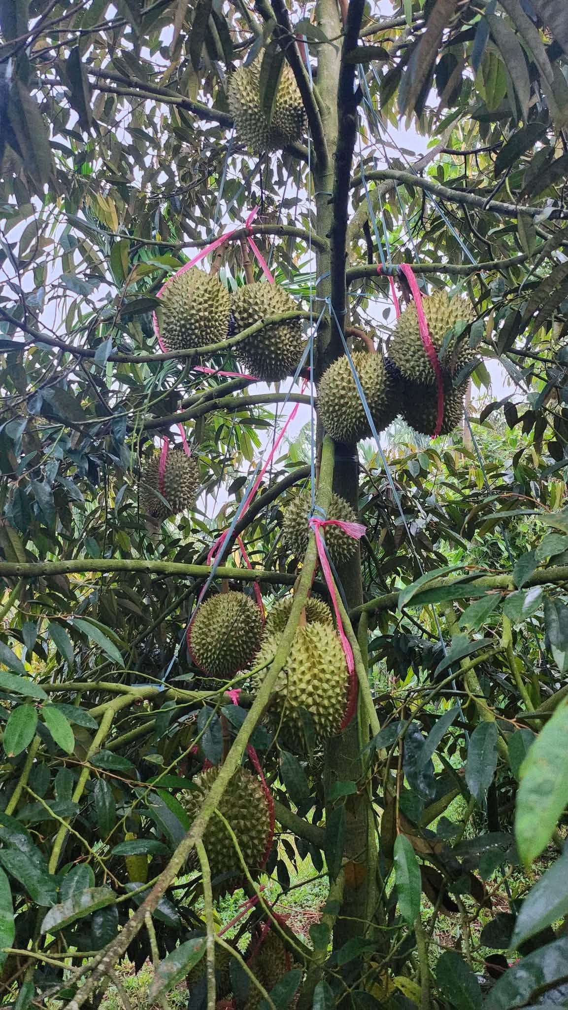 Sầu Riêng Ri 6