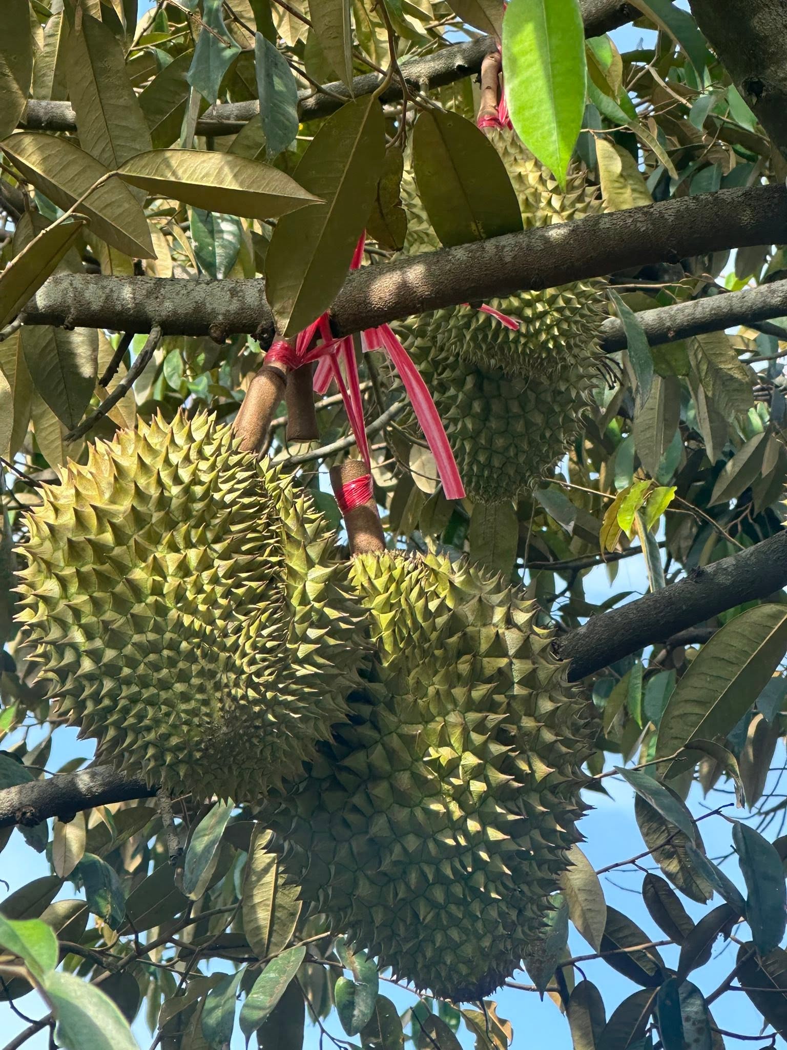 Sầu Riêng Ri 6