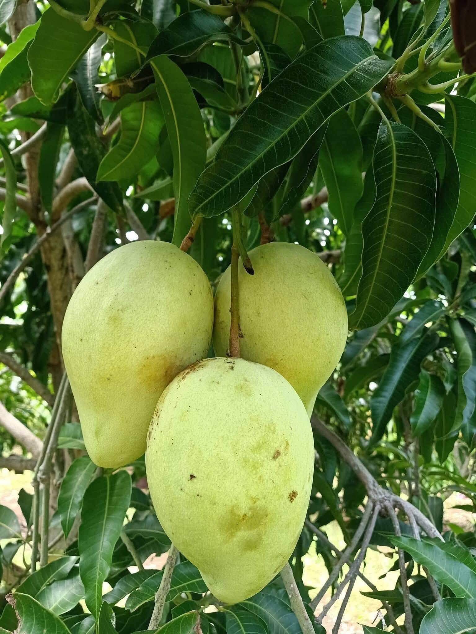 Xoài Tứ Quý