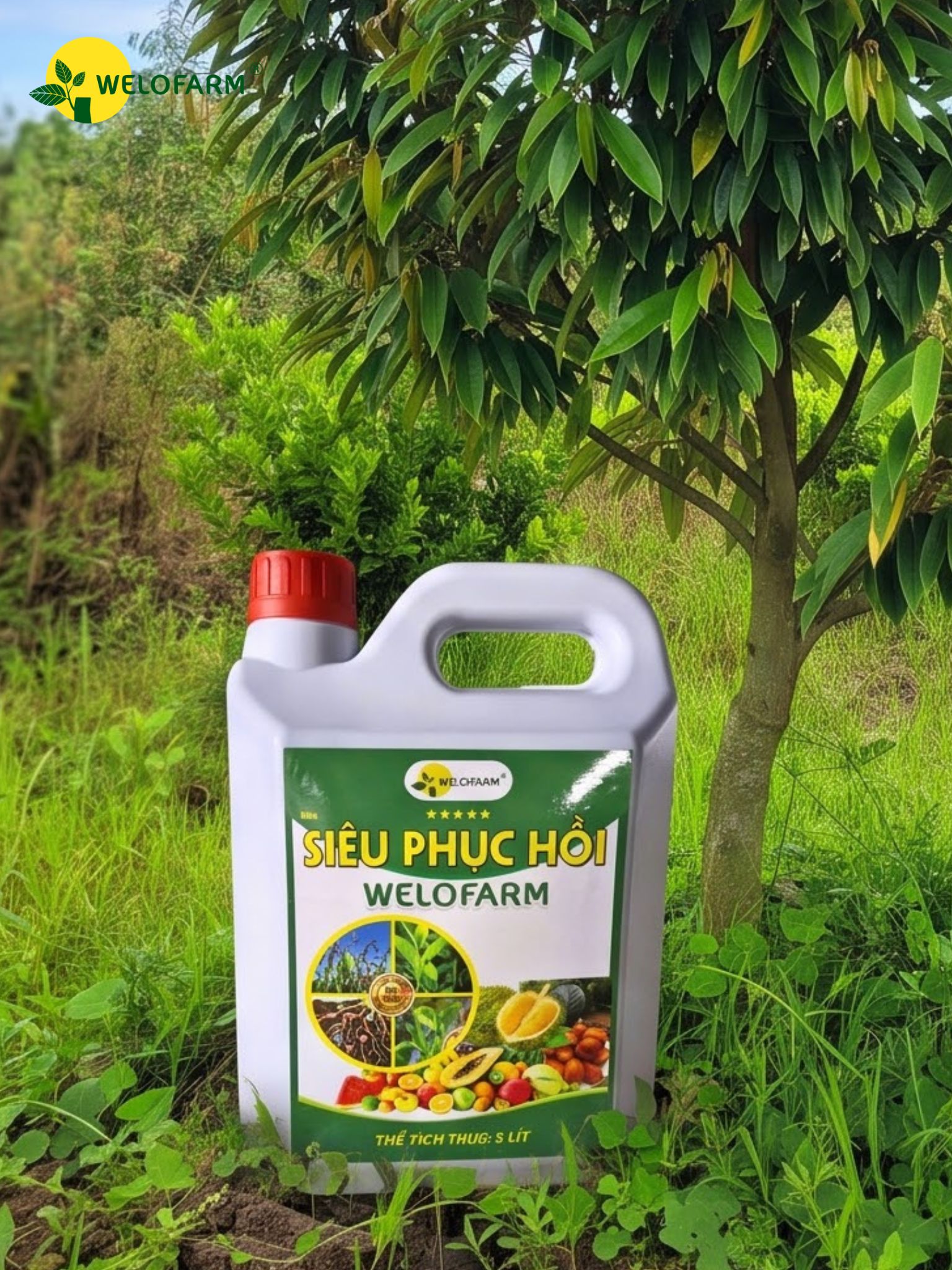 Siêu Phục Hồi