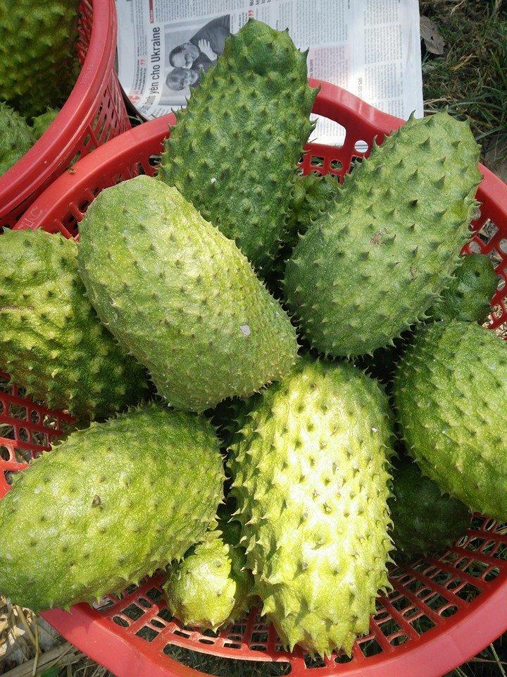 Mãng Cầu Xiêm Thái (ghép)