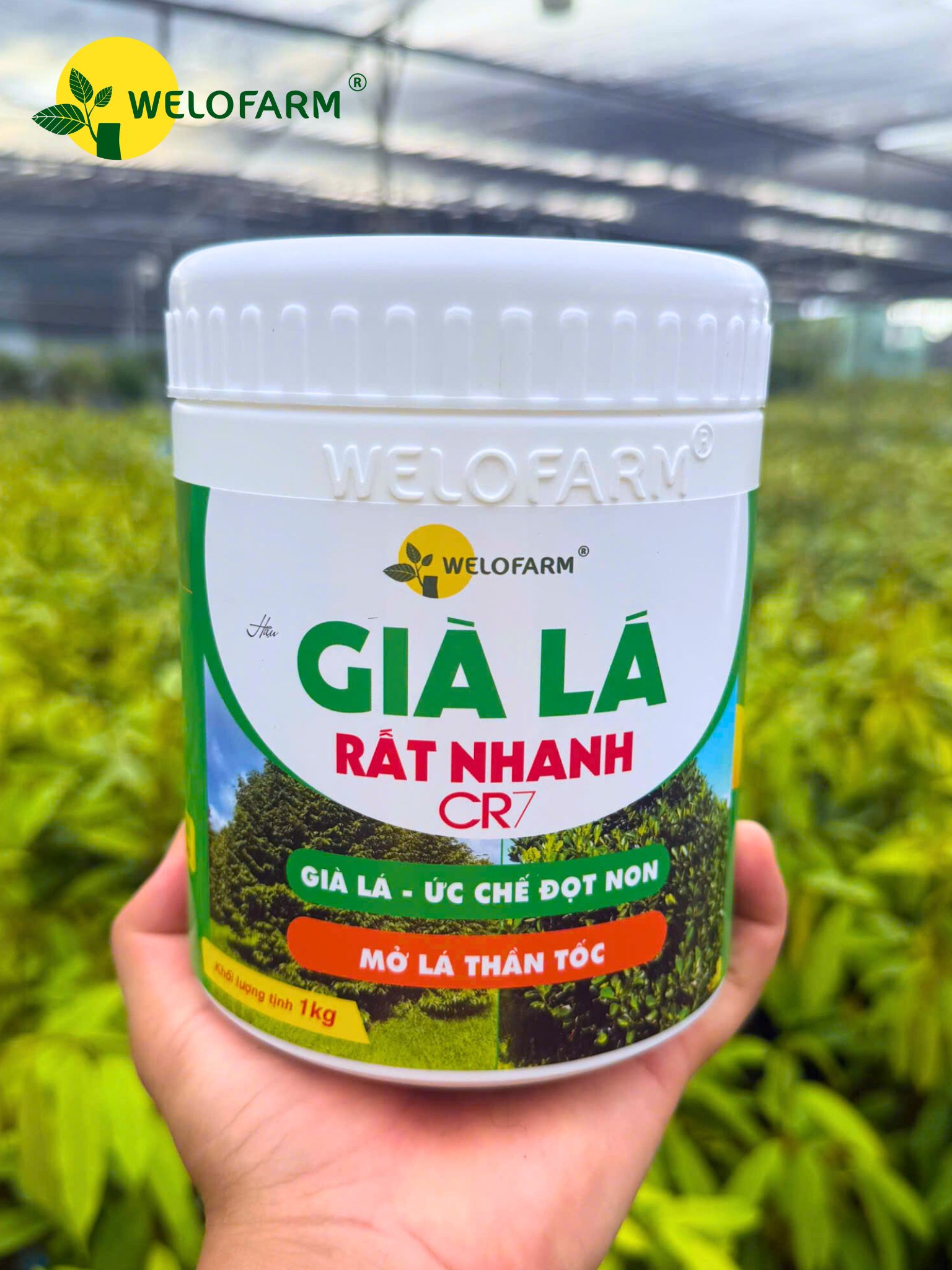 Già Lá Rất Nhanh
