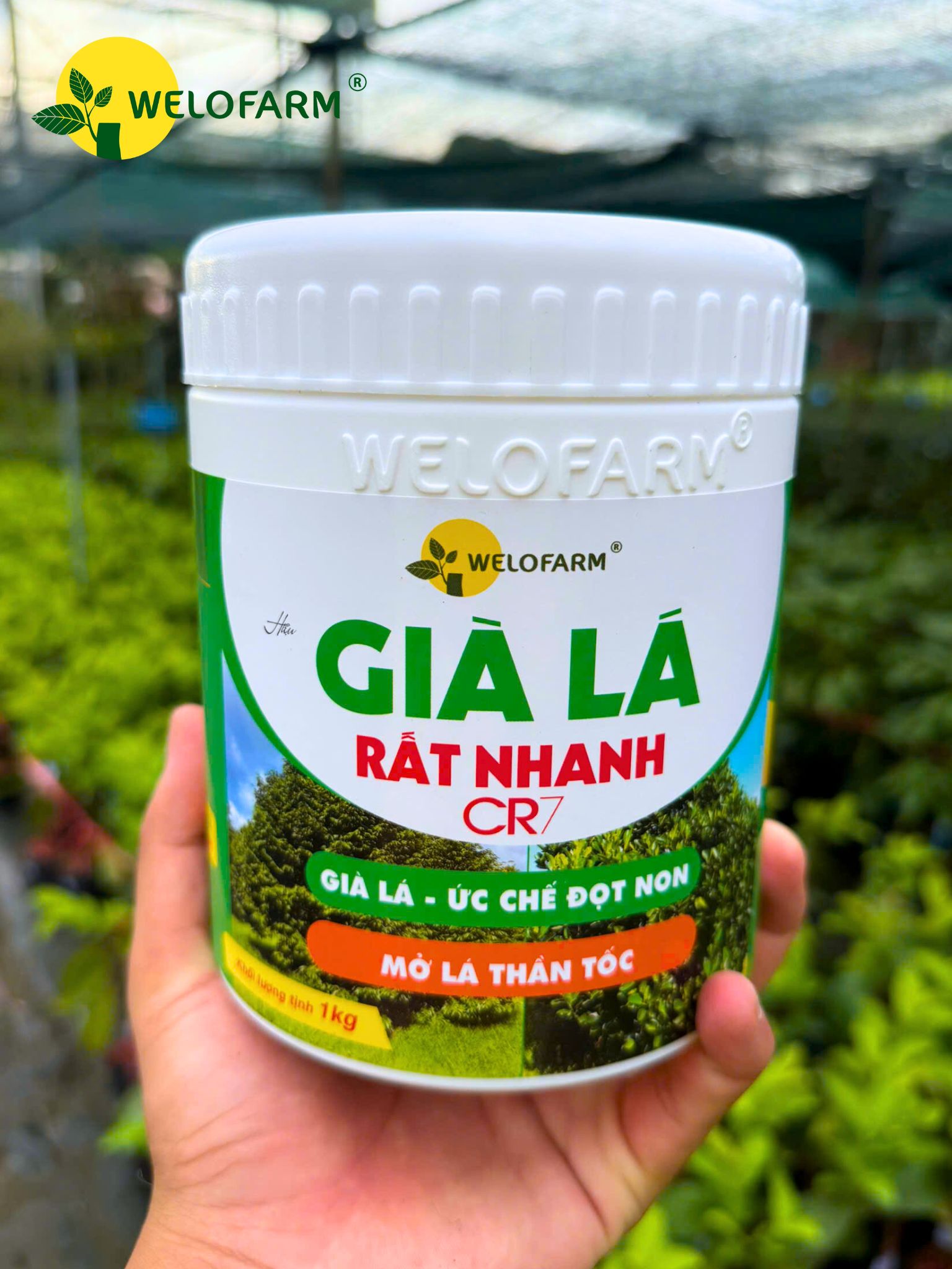 Già Lá Rất Nhanh