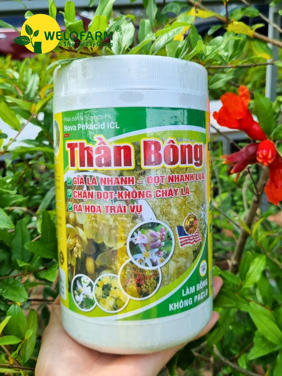 Thần Bông