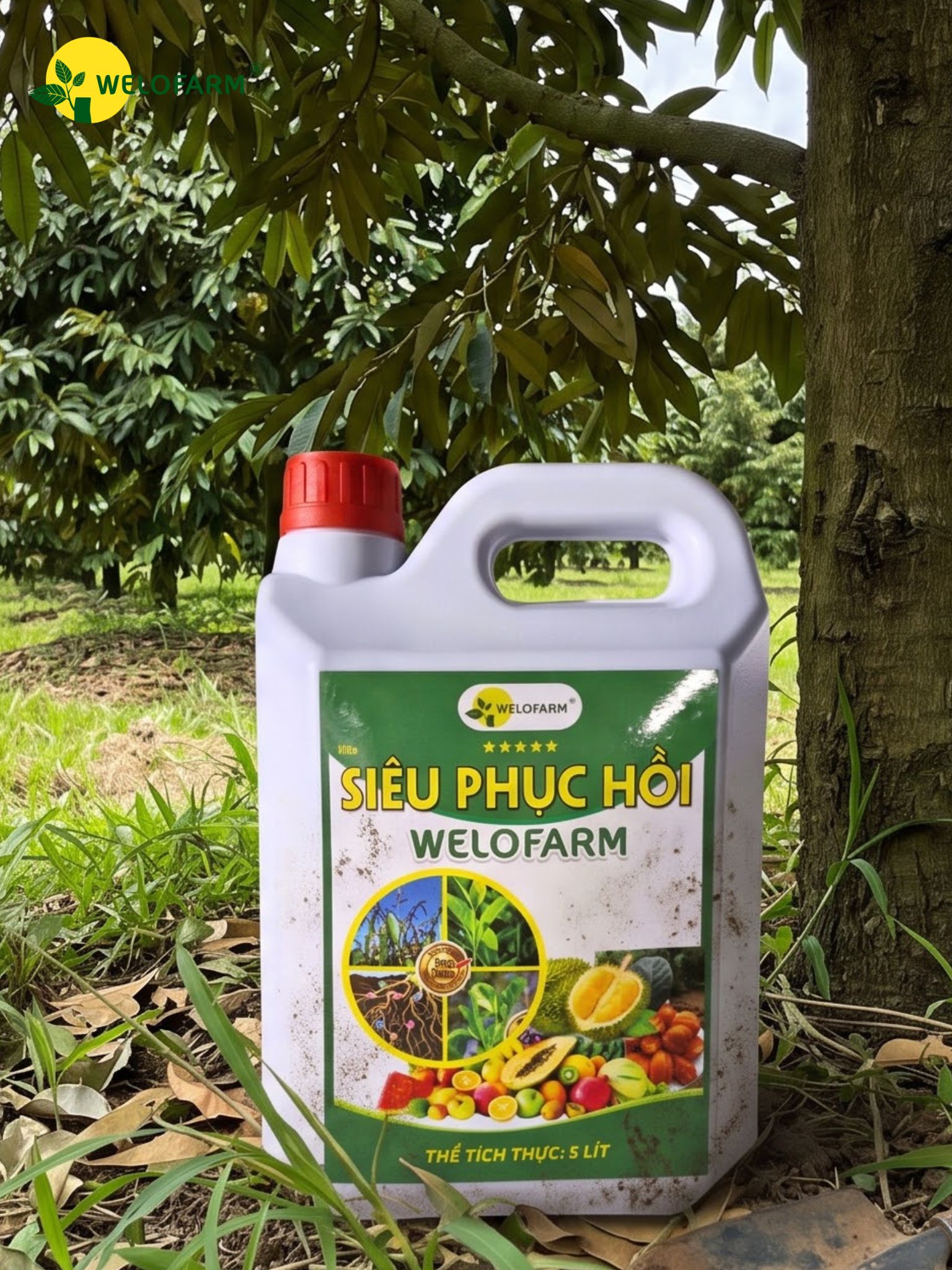Siêu Phục Hồi