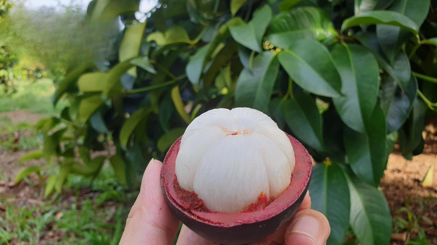 Măng Cụt Ghép
