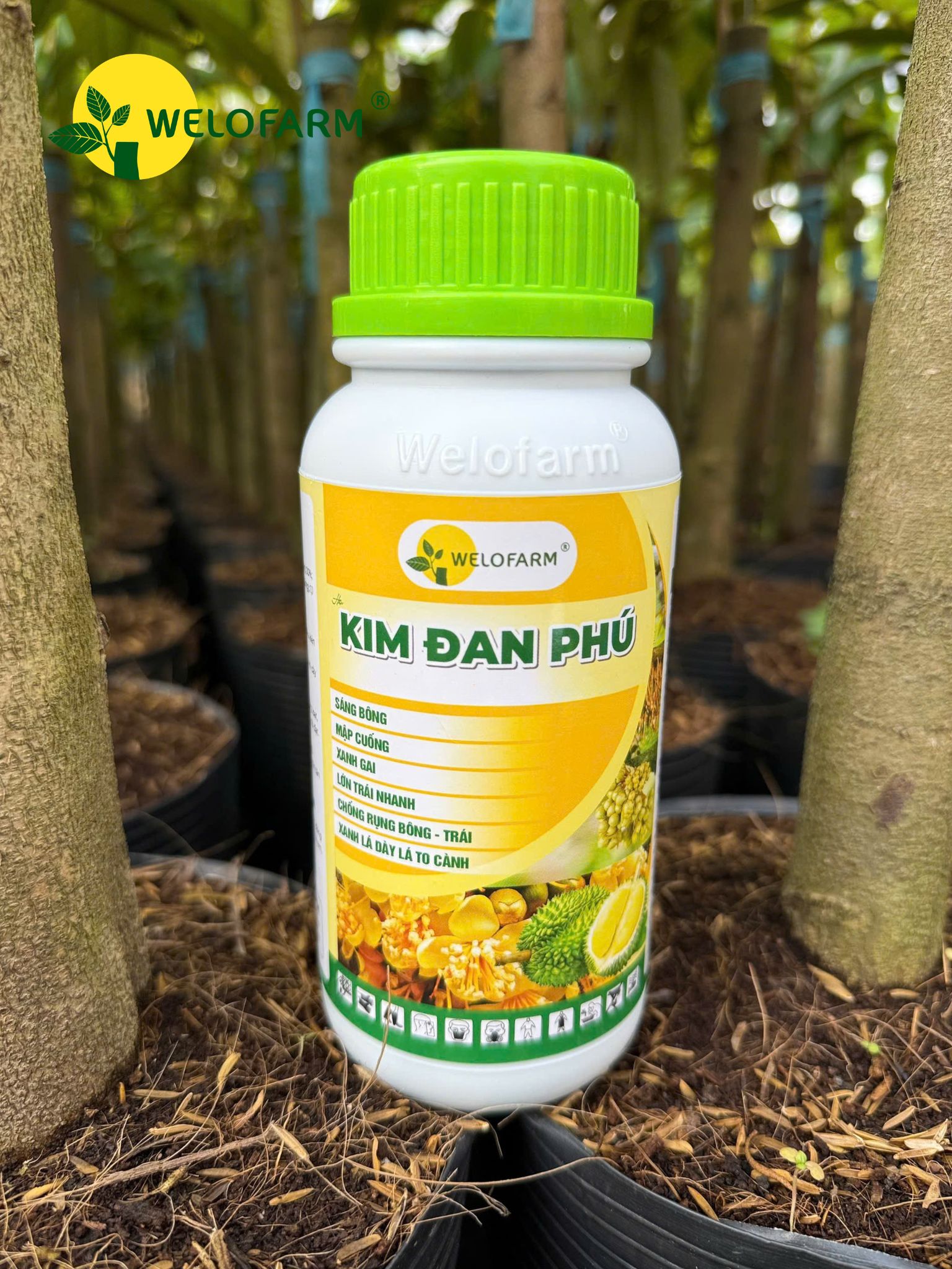 Kim Đan Phú
