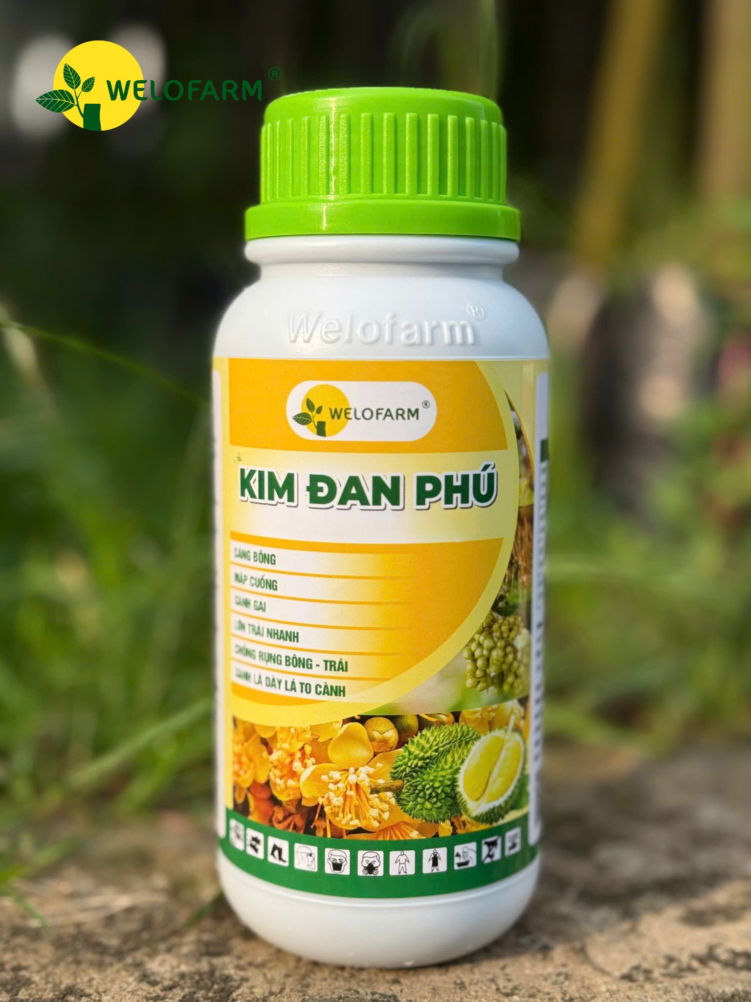 Kim Đan Phú