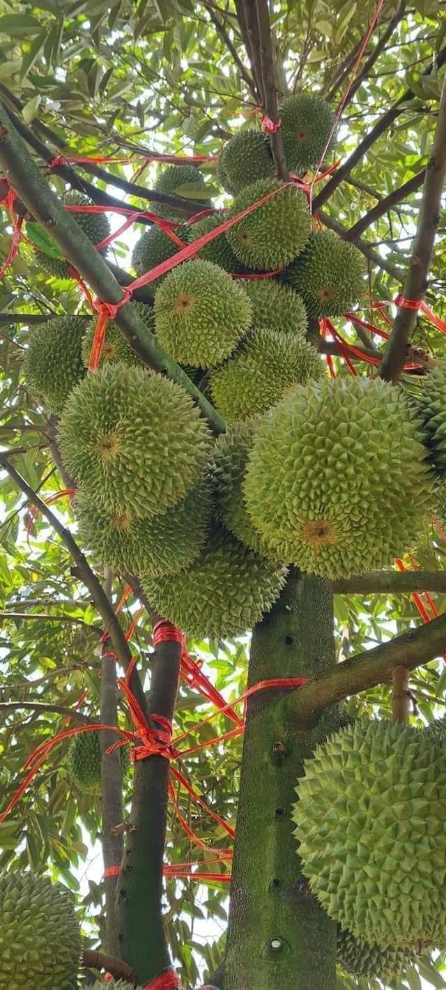 Sầu riêng Black Thorn