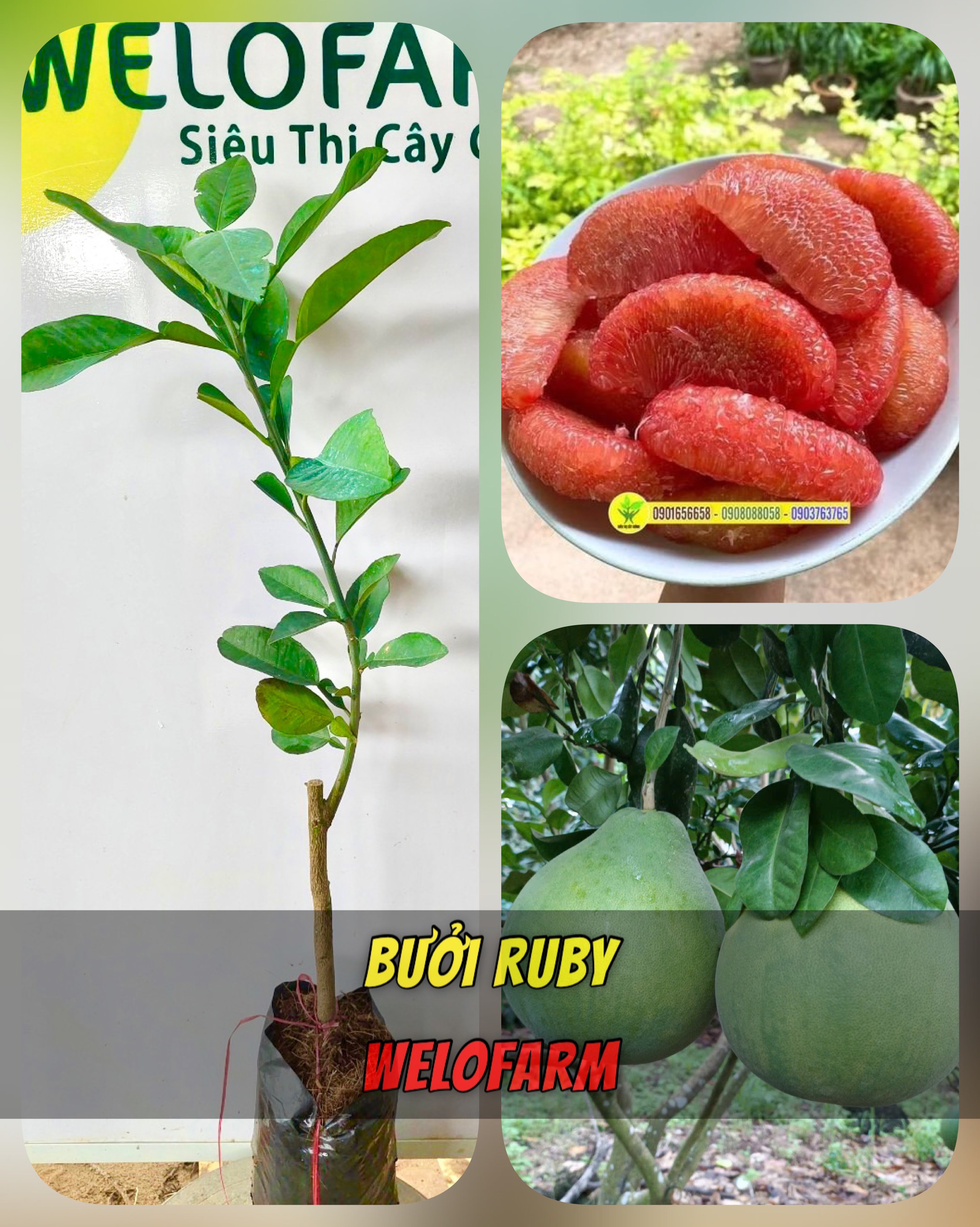 Bưởi Ruby