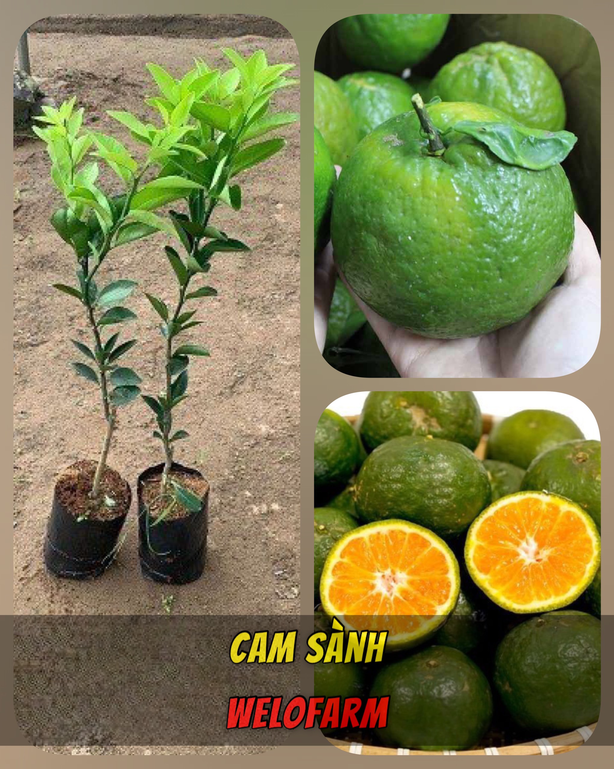 Cam Sành