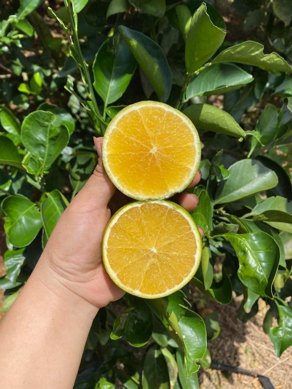 Cam Xoàn