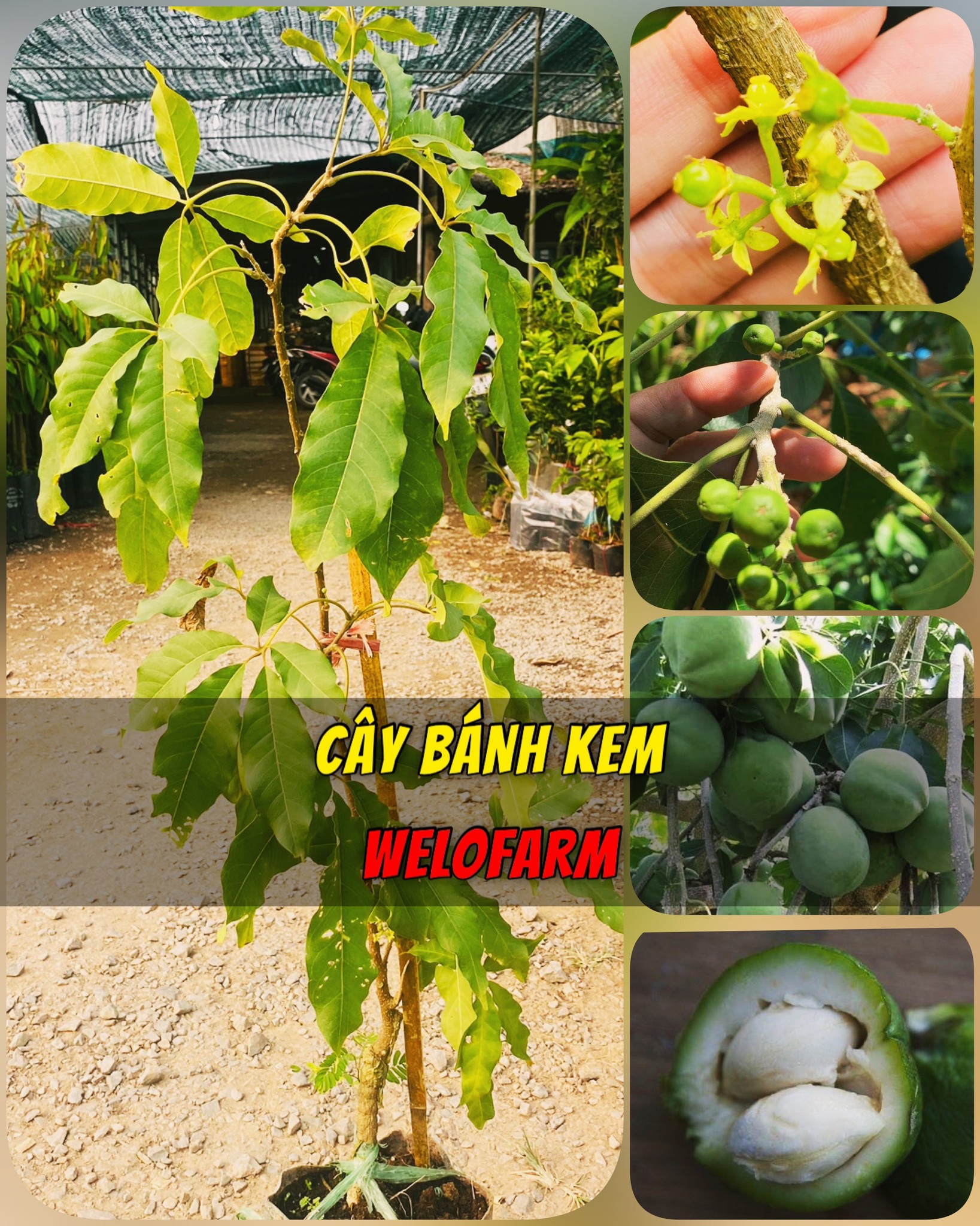 Cây Bánh Kem