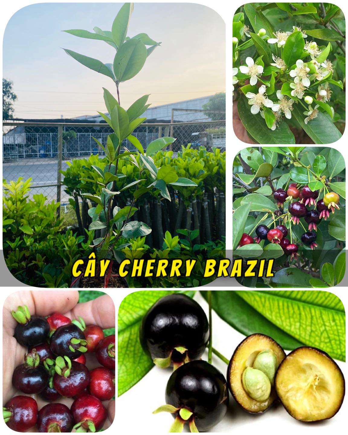 Cây Cherry Brazil