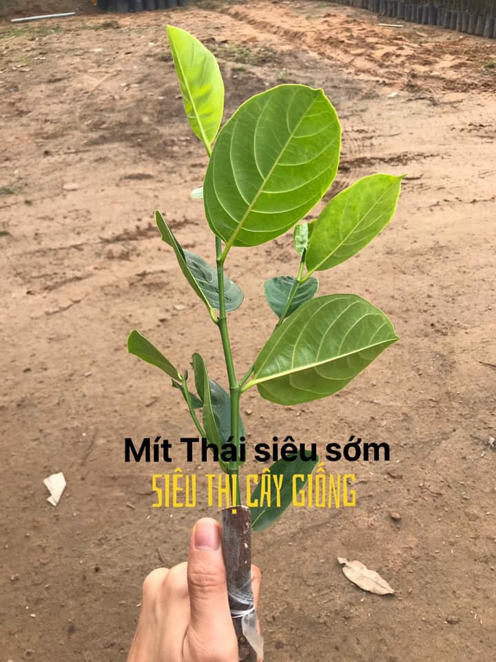 Mít Thái
