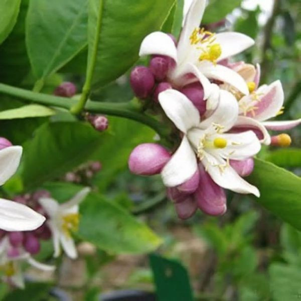 Chanh Bông Tím