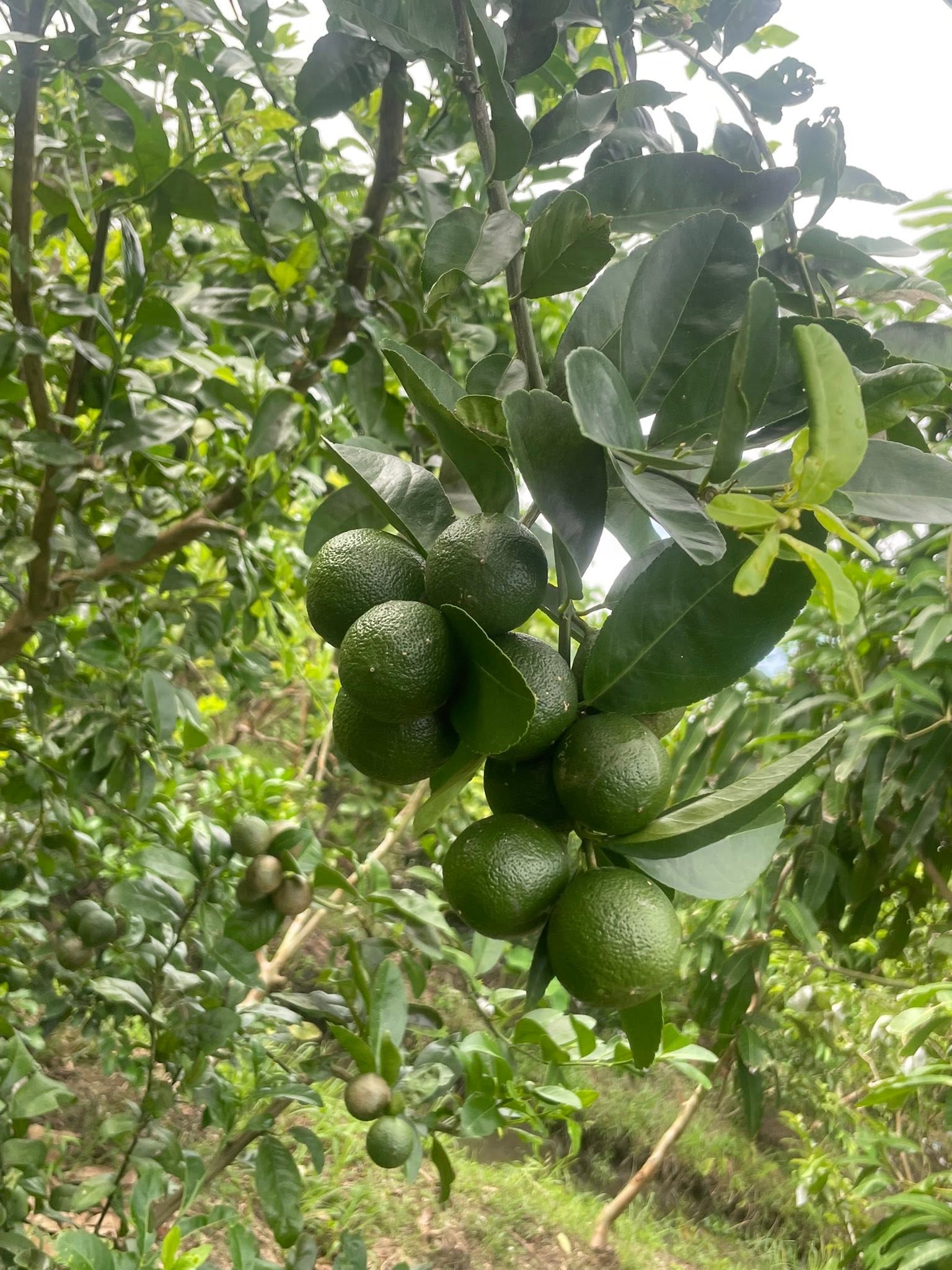 Chanh Tàu Chùm